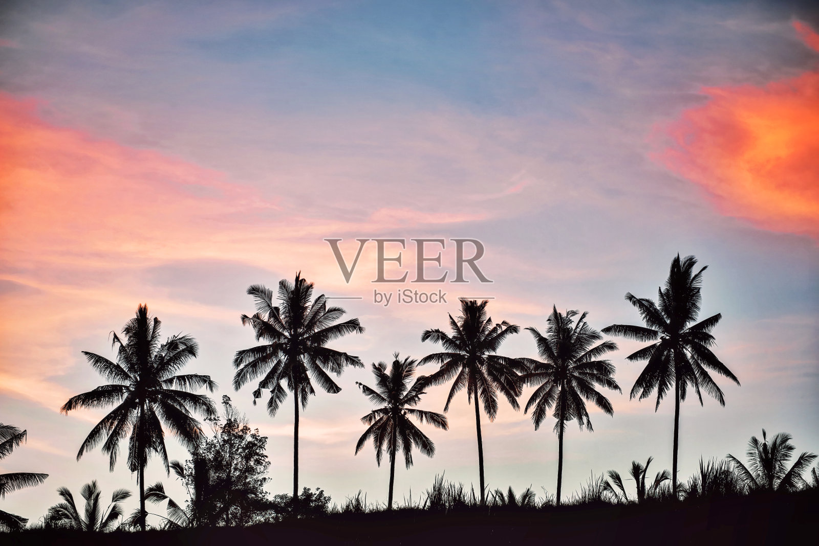 日落时棕榈树的剪影照片摄影图片