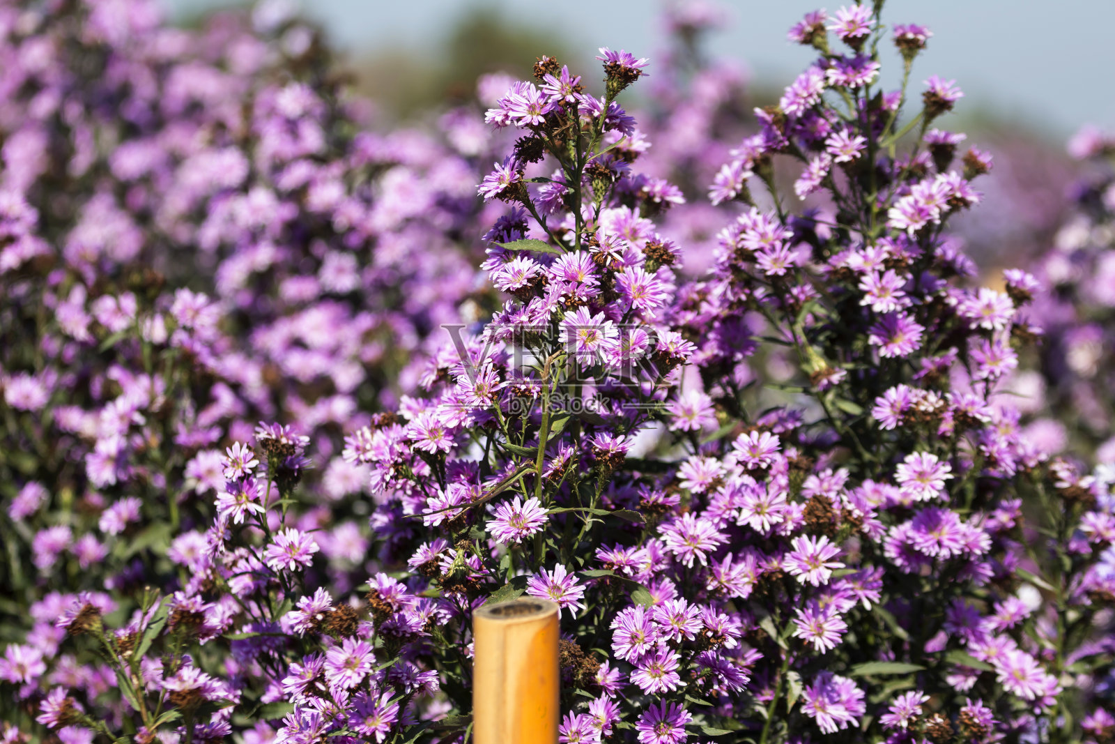 美丽的早晨花玛格丽特在花园里照片摄影图片
