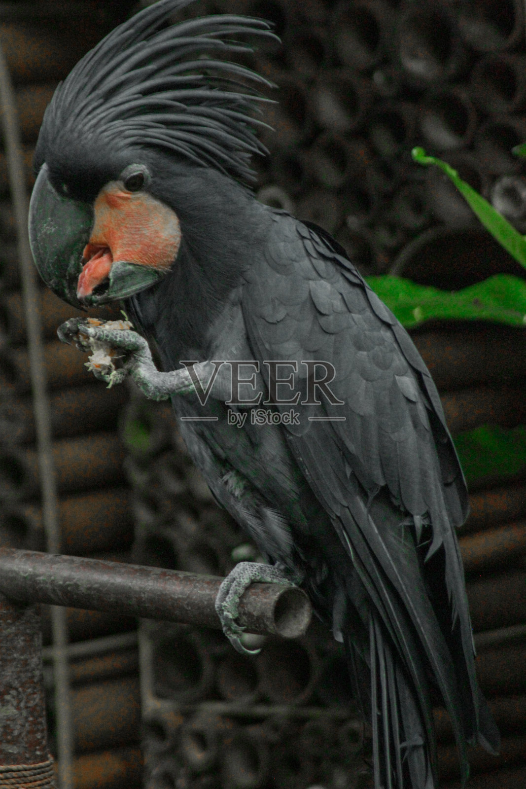 鸟与类型的“王鹦鹉”与黑色羽毛照片摄影图片
