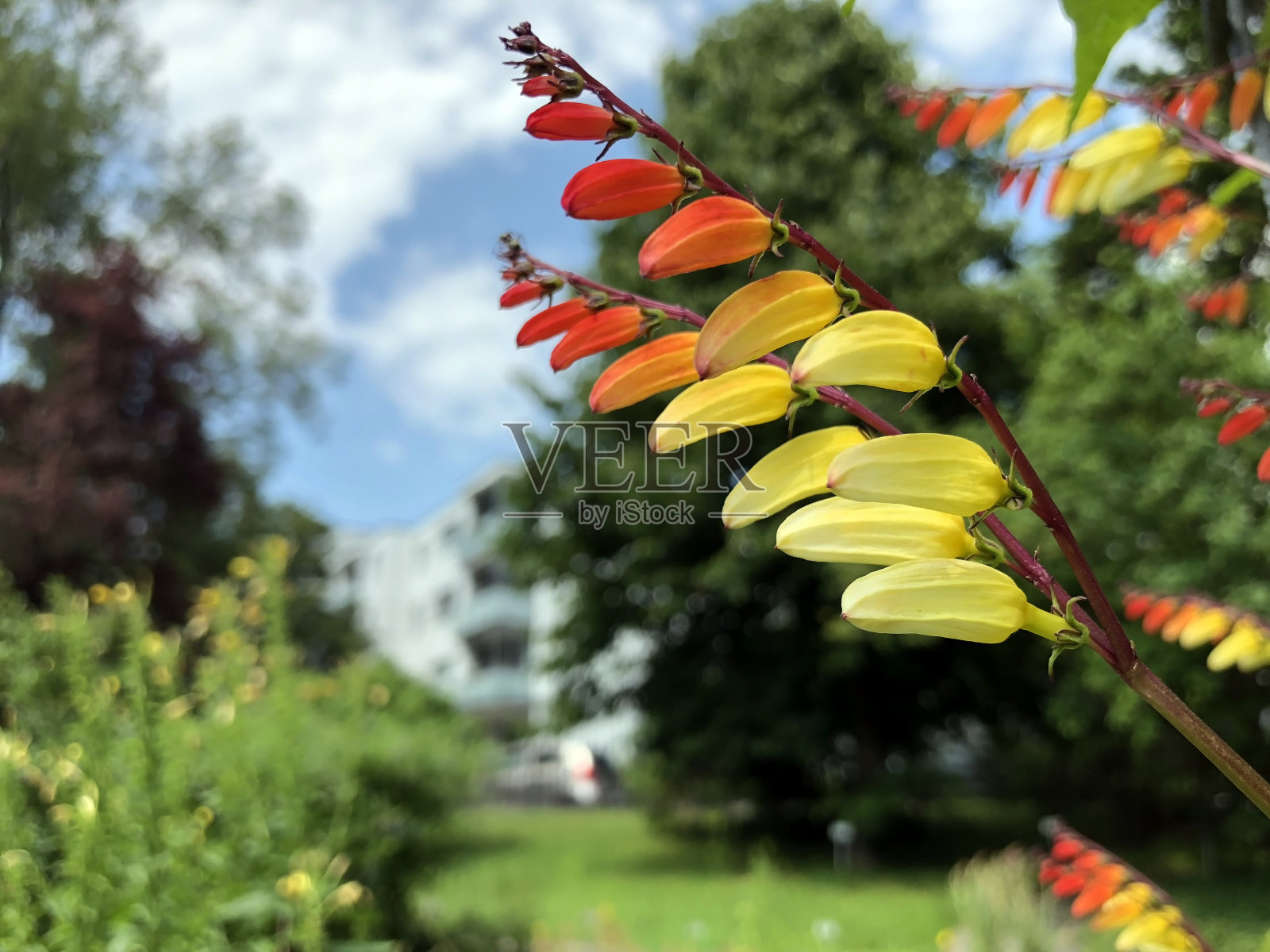 瑞士圣加伦植物园的各种植物和热带花卉(瑞士圣加伦植物园)照片摄影图片