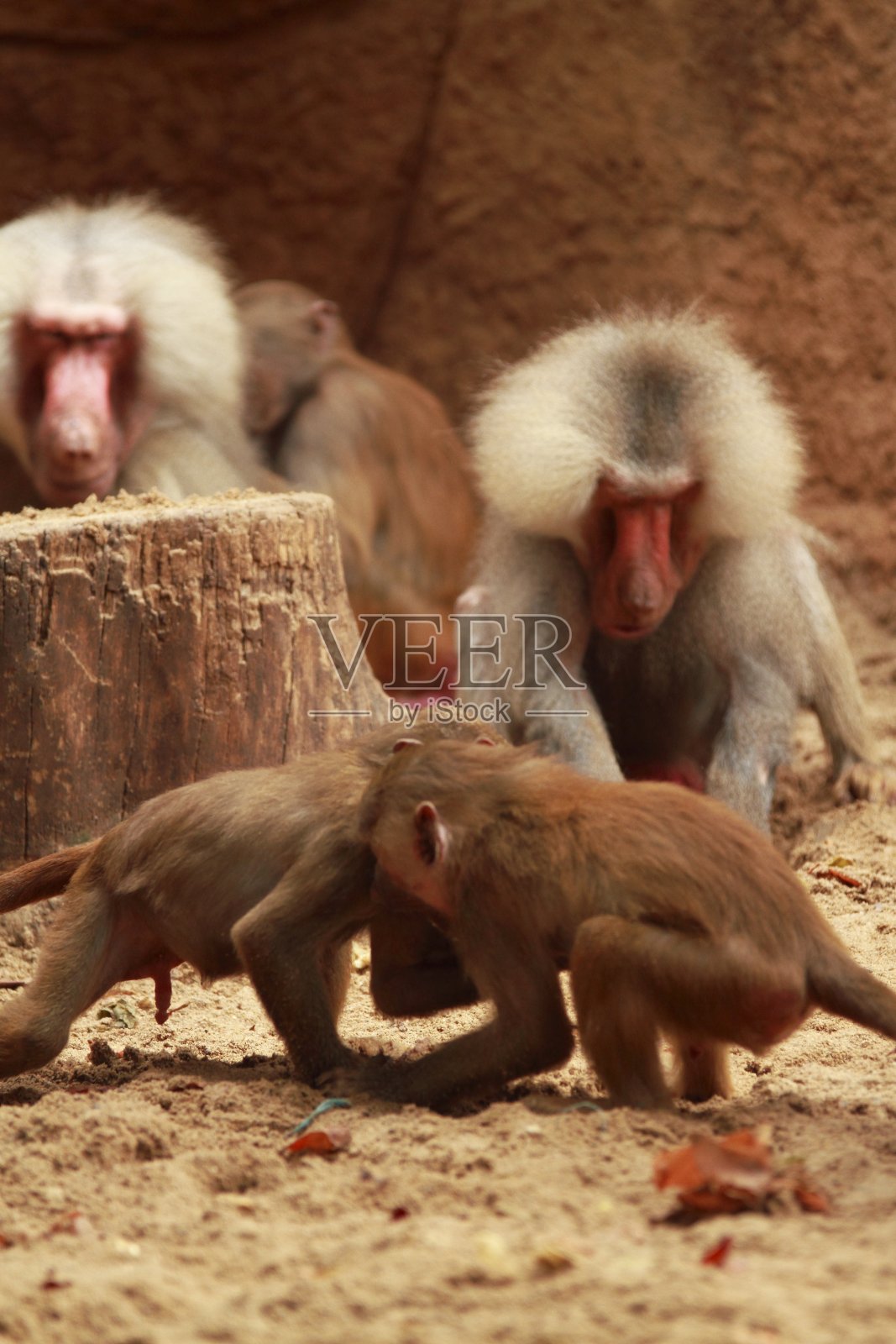 公园里的狒狒家庭梳理照片摄影图片