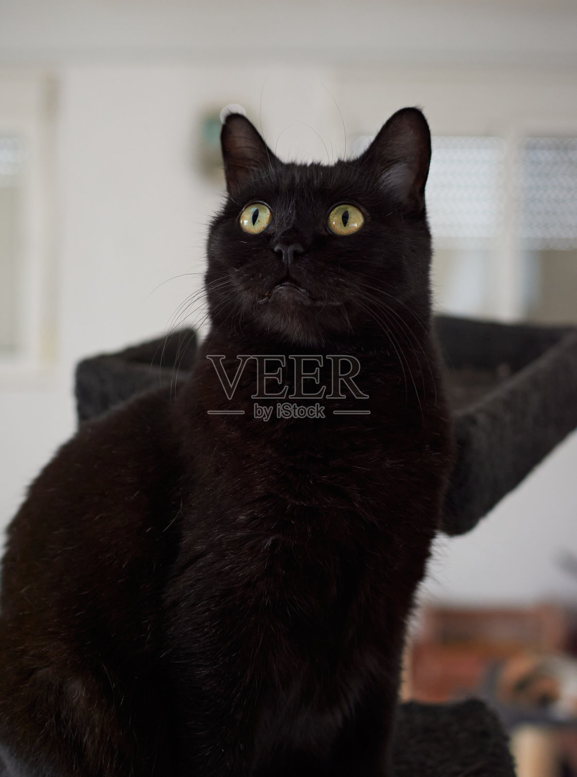 一个黄色眼睛的黑猫的特写镜头照片摄影图片