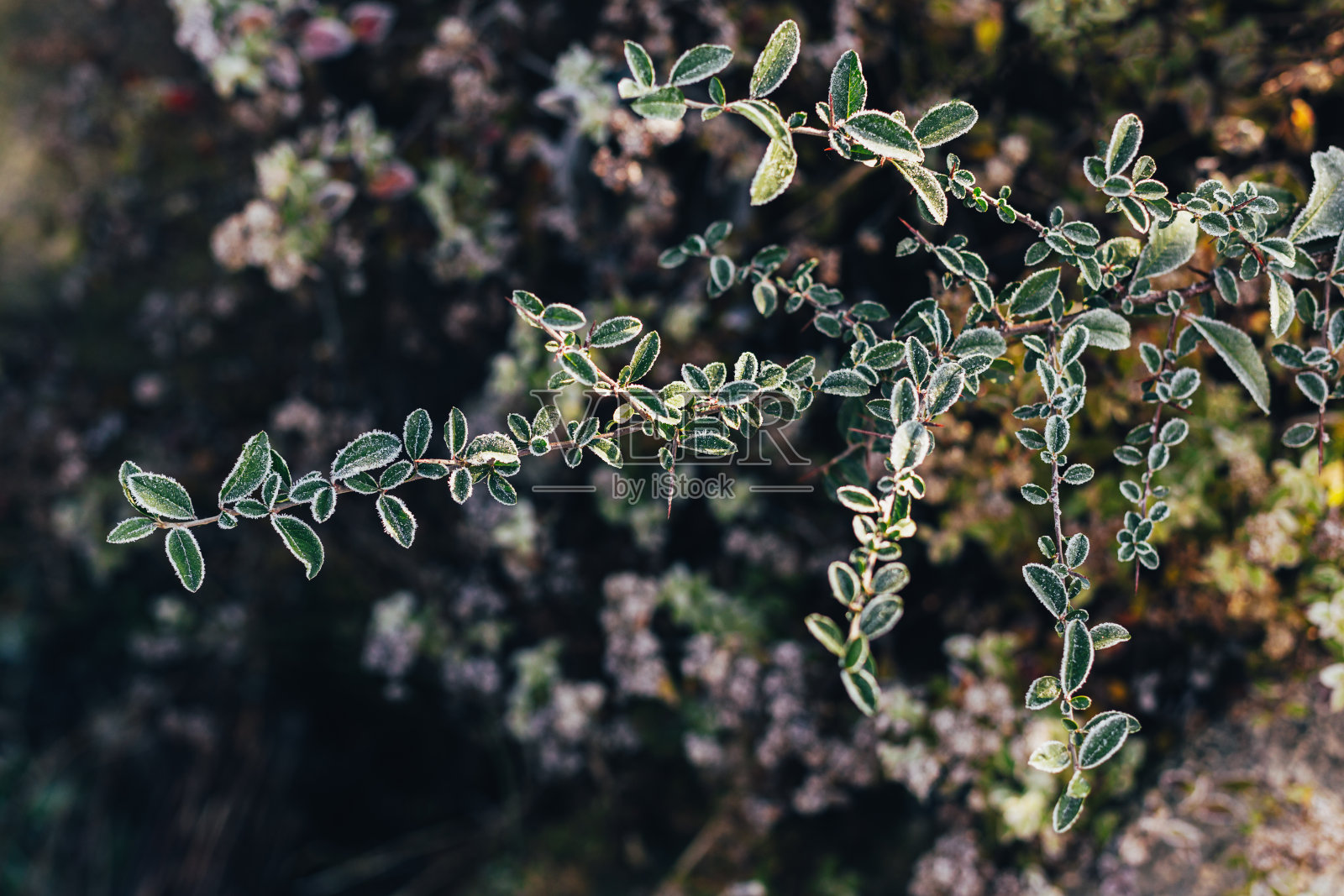 美丽的火棘树枝(火棘)与霜。冬季墙纸或明信片的概念。照片摄影图片