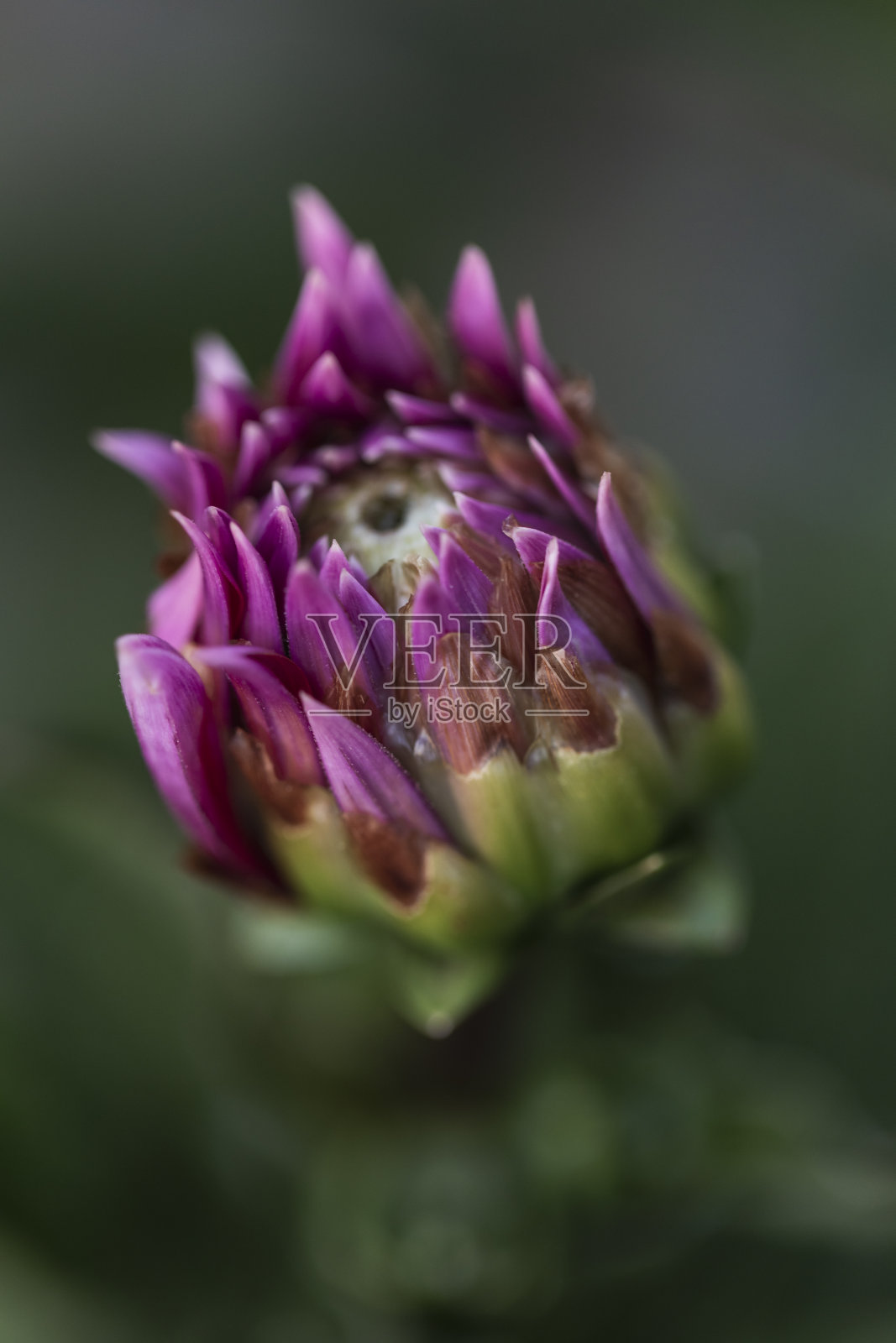 洋红色大丽花的花蕾开始开放照片摄影图片