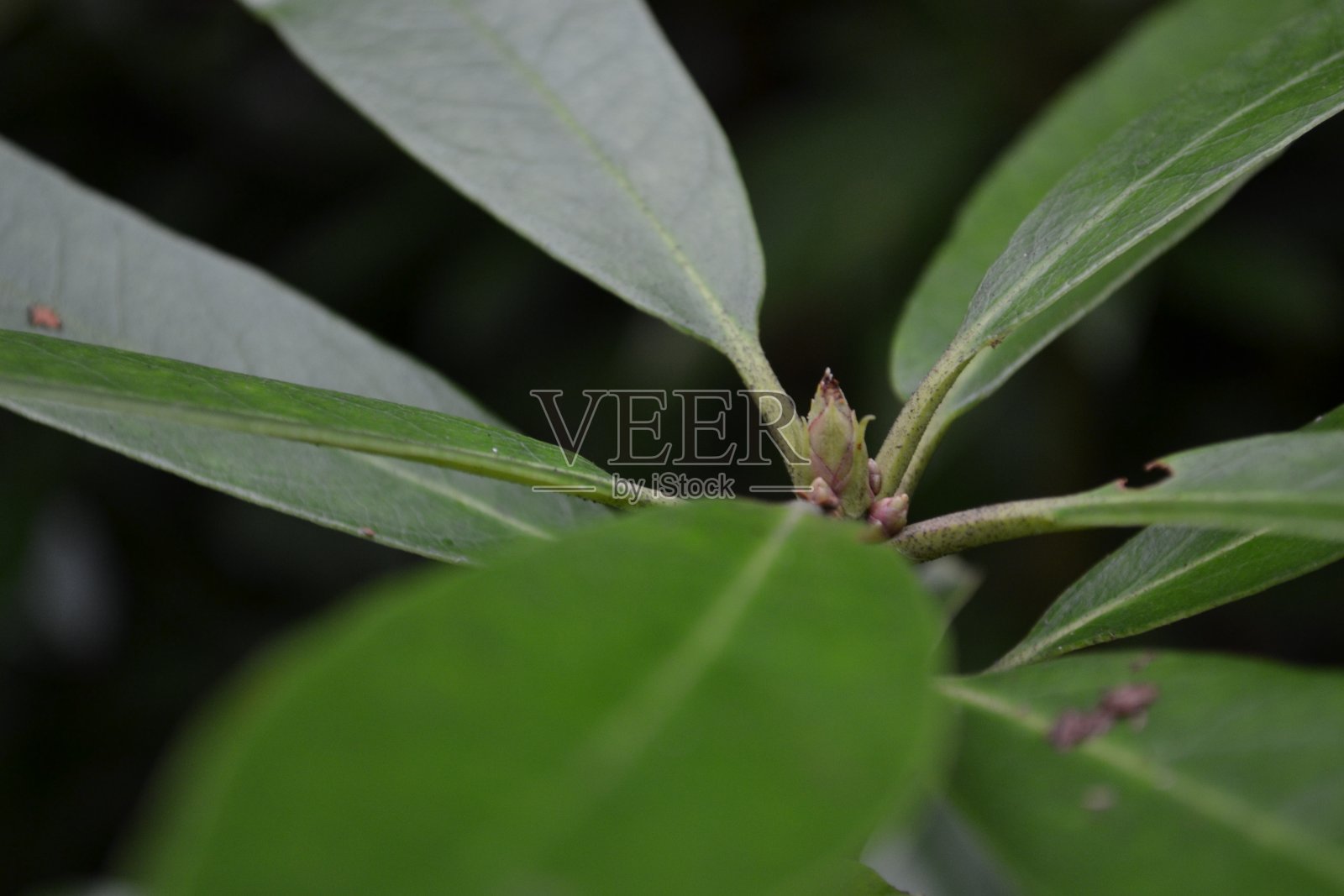 树芽照片摄影图片