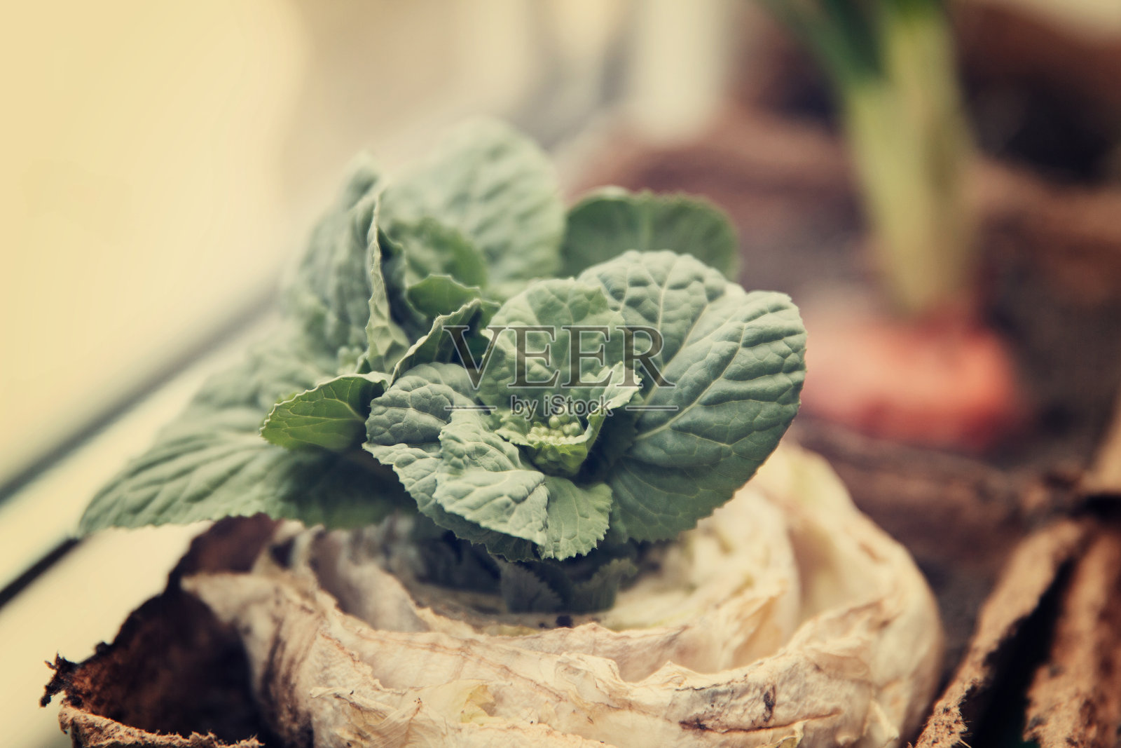 北京大白菜在泥炭容器中复种照片摄影图片