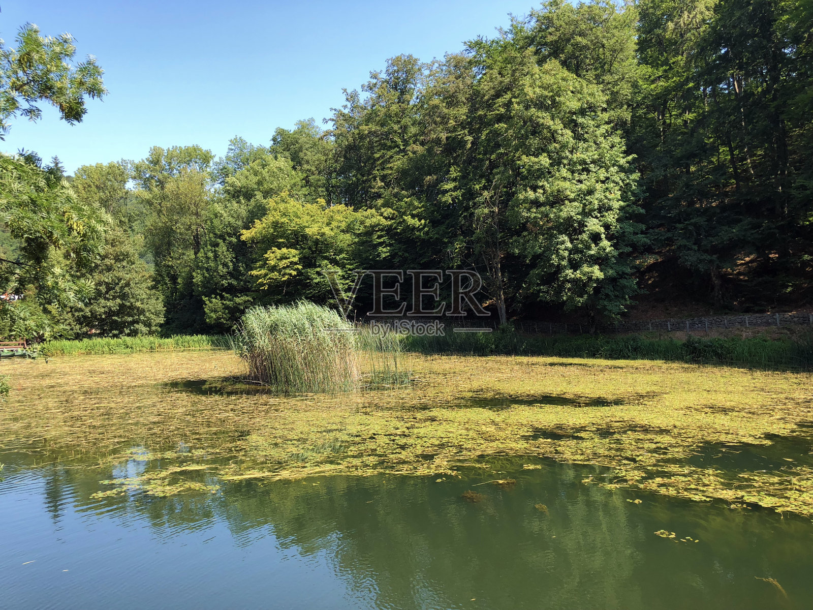 Jankovac或Umjetna jezera u公园中的人工湖šumi Jankovac - Papuk自然公园,克罗地亚或prirode Papuk公园(Kroatien / Croazia / Hrvatska)照片摄影图片