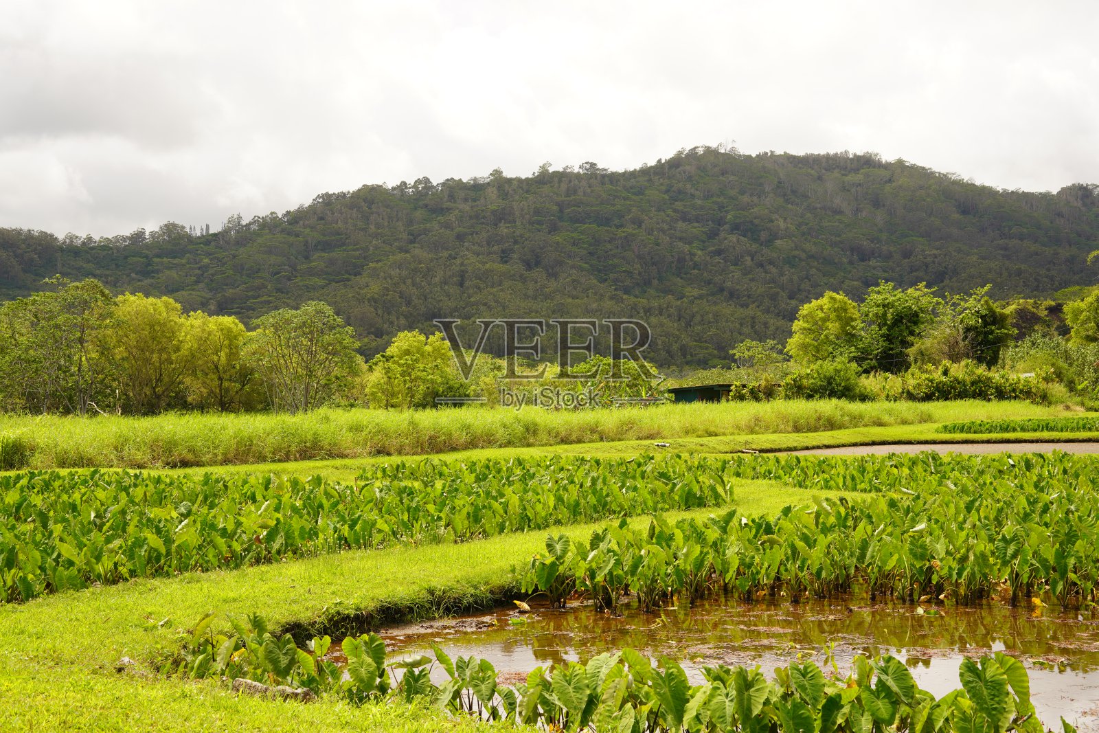 美丽的绿色花园风景在考艾岛照片摄影图片