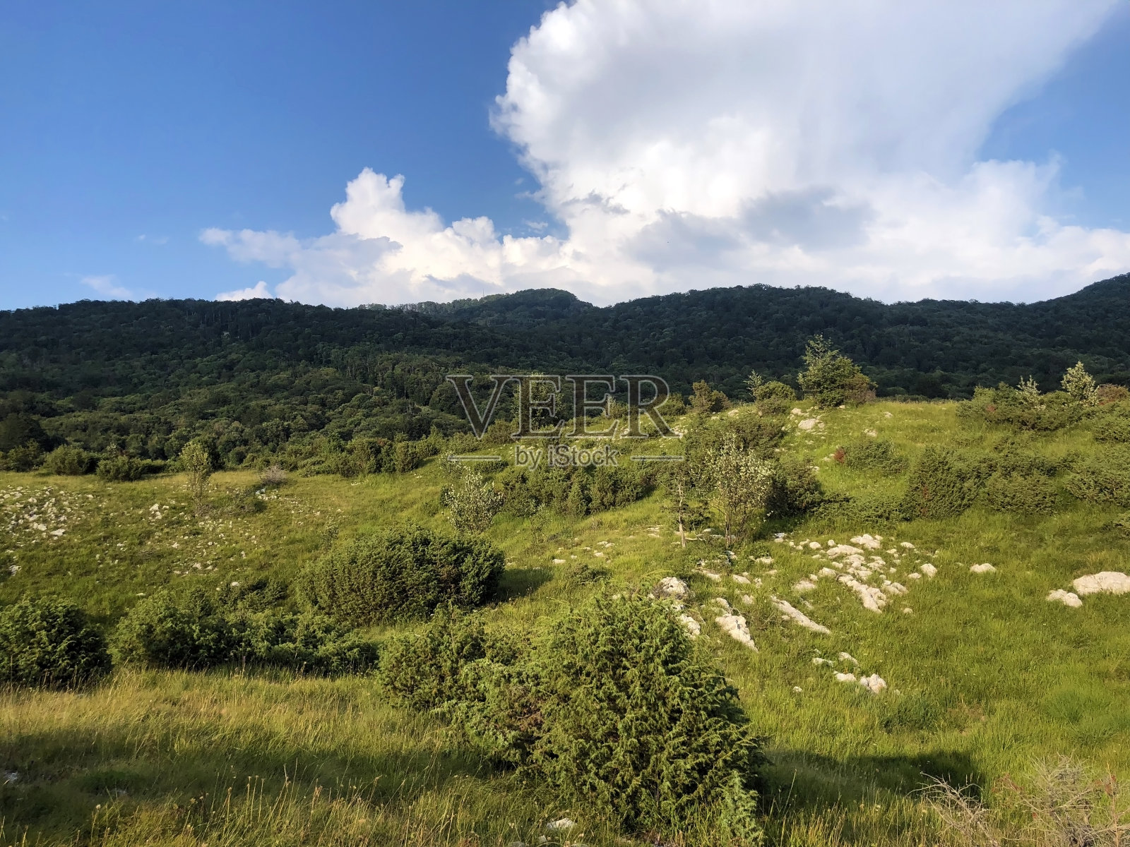 奇卡里亚山和乌卡自然公园的稀疏森林和牧场,克罗地亚/ Prorijeđene šume i pašnjaci na planini Ćićariji i u parku prirode Učka, Hrvatska照片摄影图片