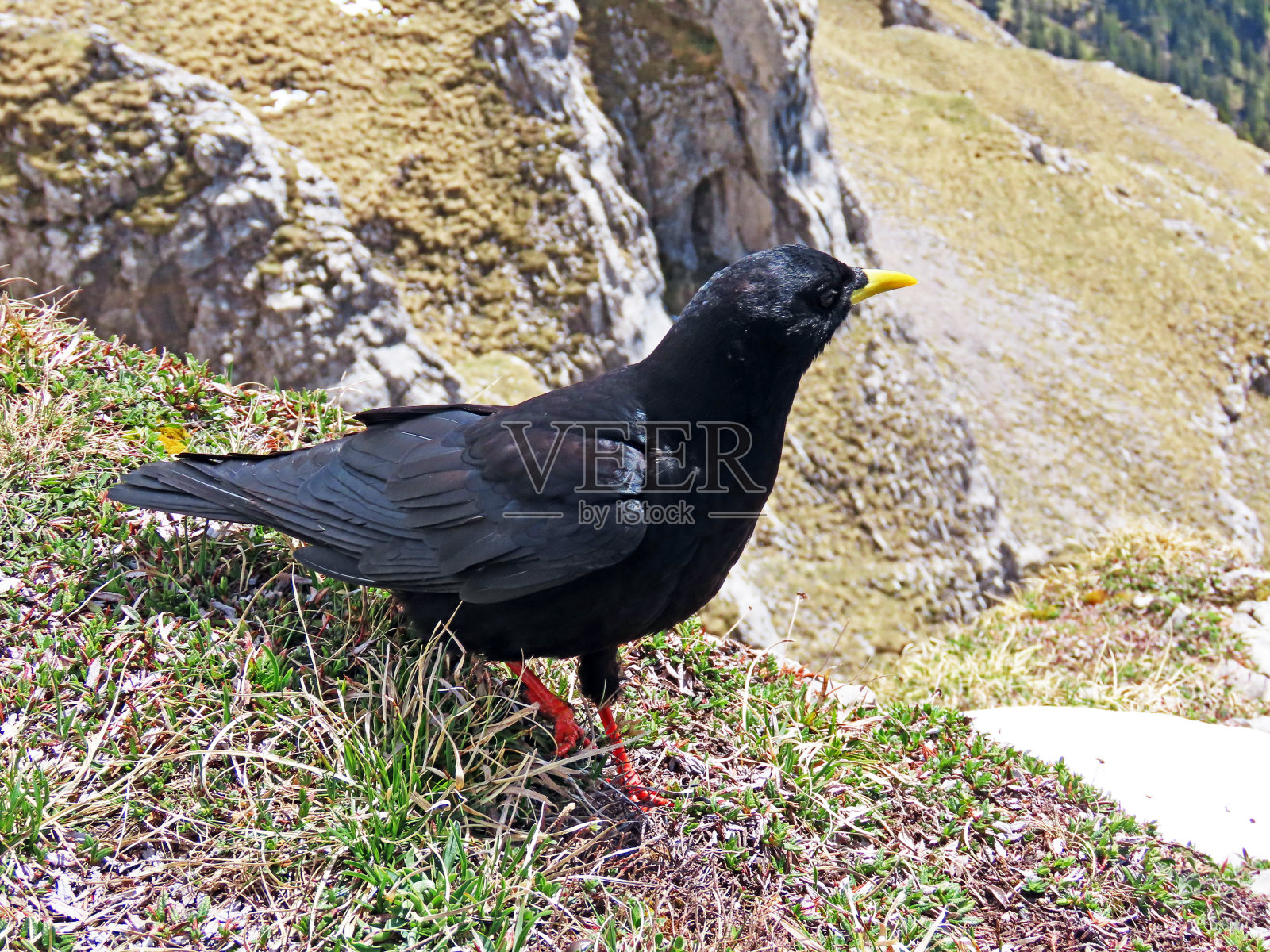 高山丘鹬(Pyrrhocorax graculus)、黄嘴丘鹬、Alpendohle或Zutokljuna galica -瑞士(瑞士)照片摄影图片