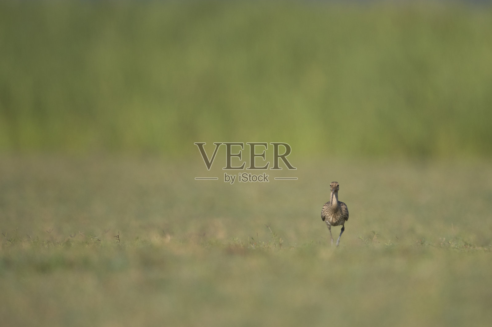 欧亚杓鹬在早晨的田野照片摄影图片