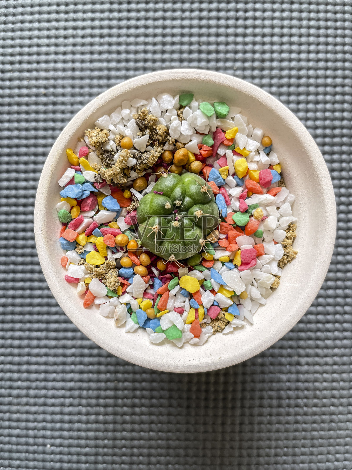 仙人掌用五颜六色的石头。照片摄影图片