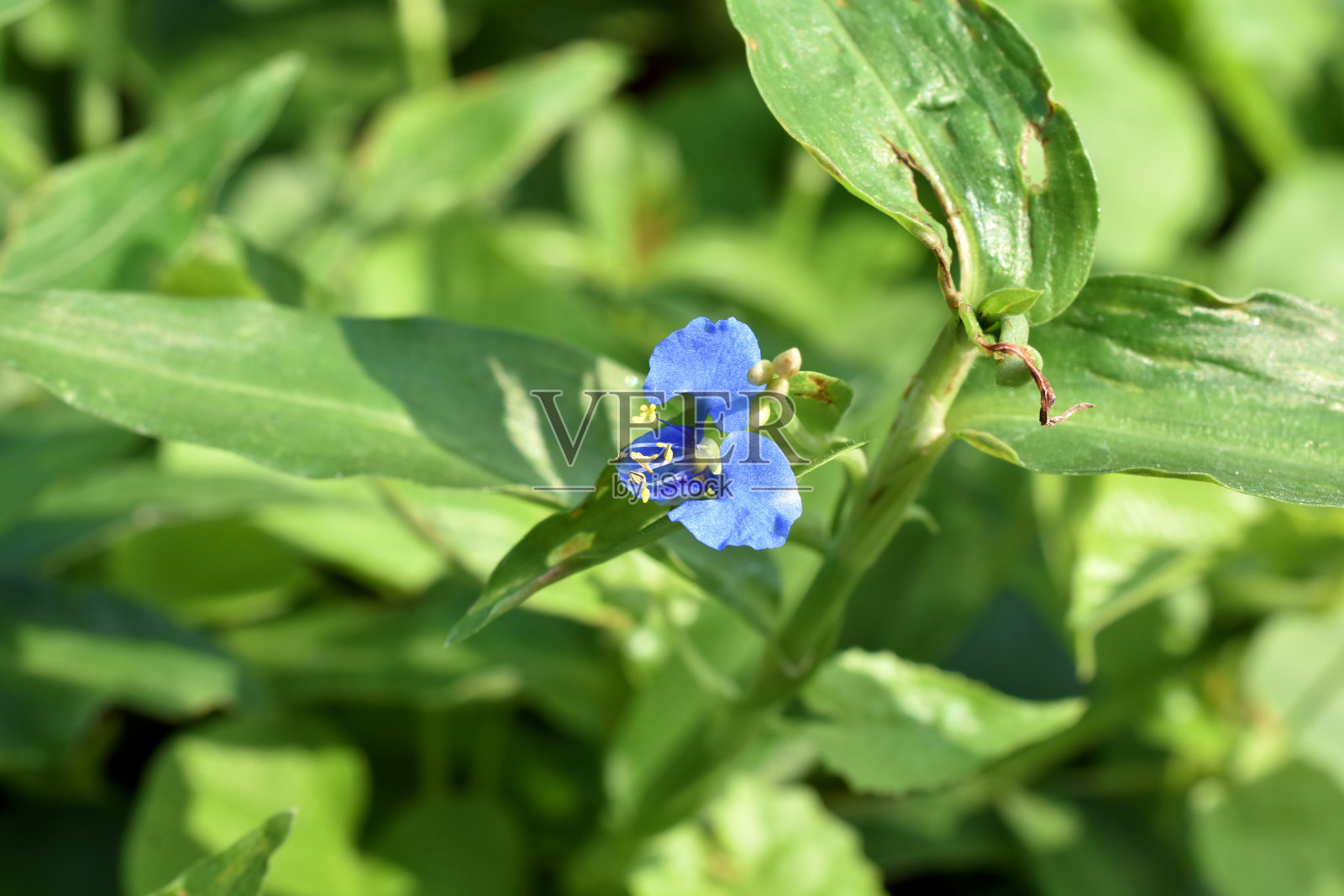 卡罗来那州,卡罗来那州有植物背景的萱草照片摄影图片