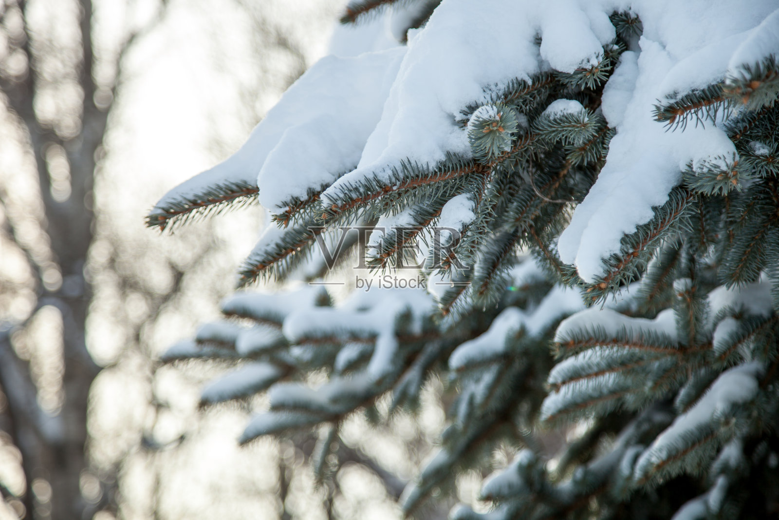 雪地里一棵针叶树的树枝。圣诞树照片摄影图片