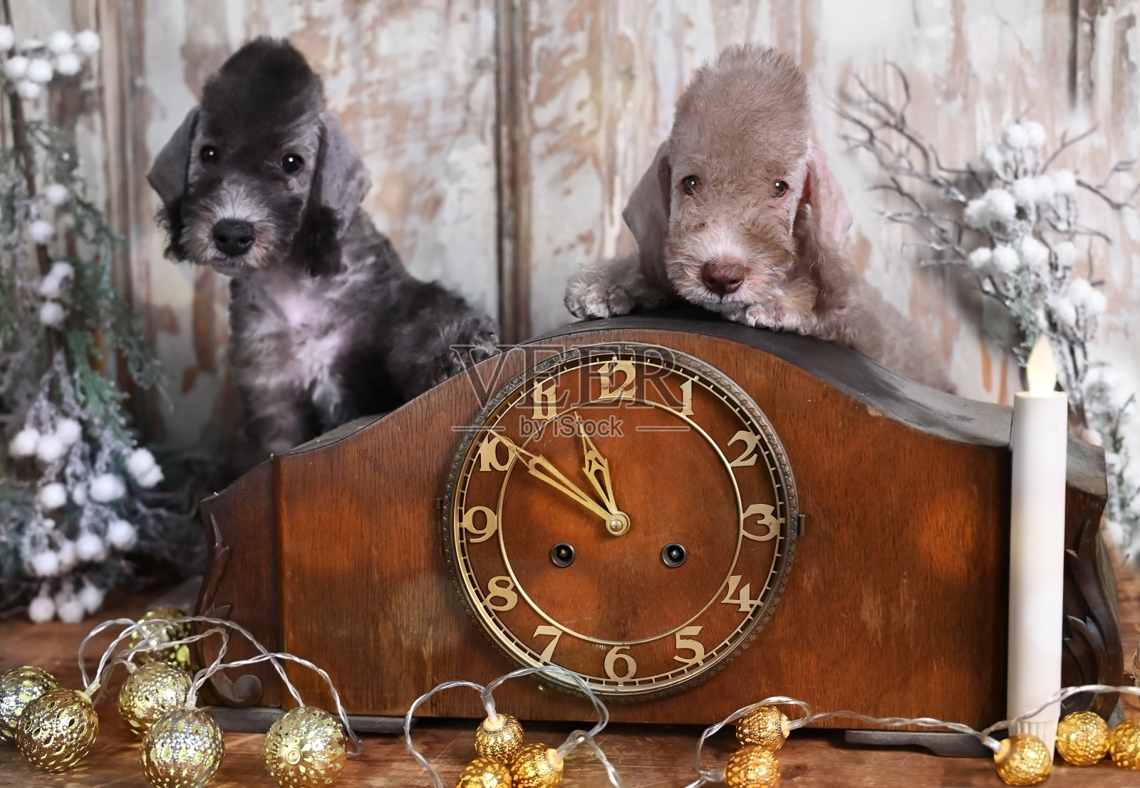 两只贝德林顿梗犬在一个旧钟旁照片摄影图片