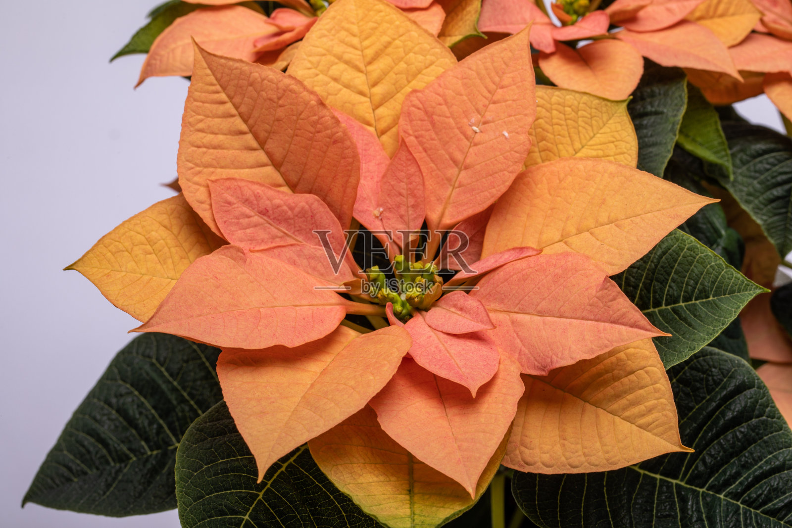 一品红的花是橙色的。圣诞之花照片摄影图片