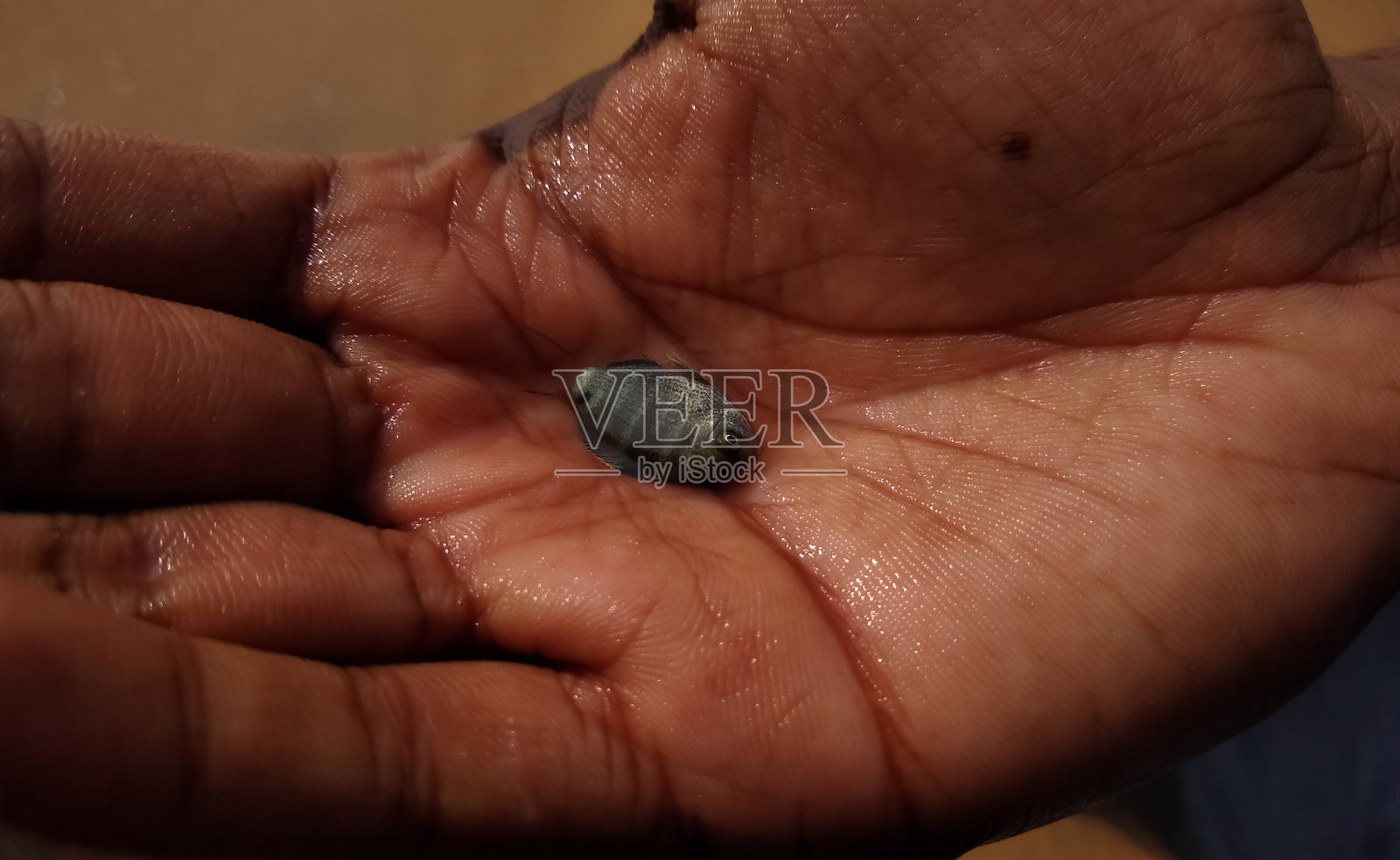 手里拿着的小鱼照片摄影图片