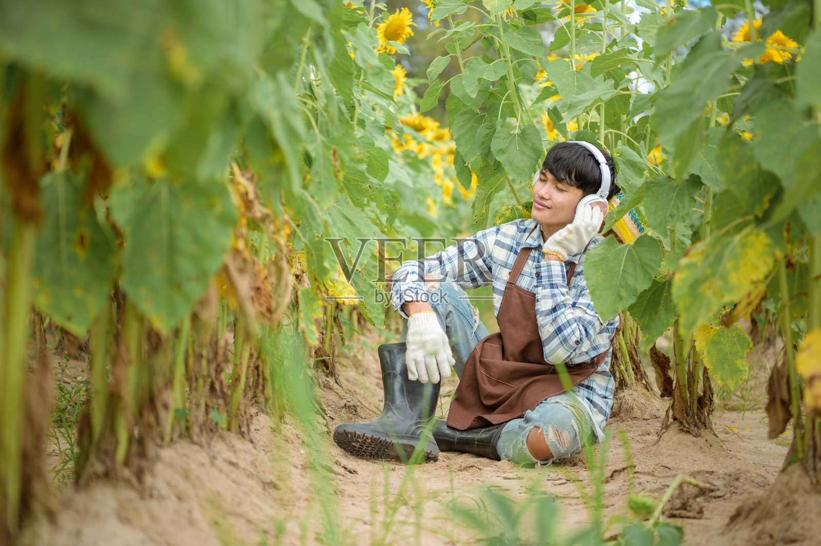 亚洲农业正在向日葵地里休养生息。后的工作满意照片摄影图片