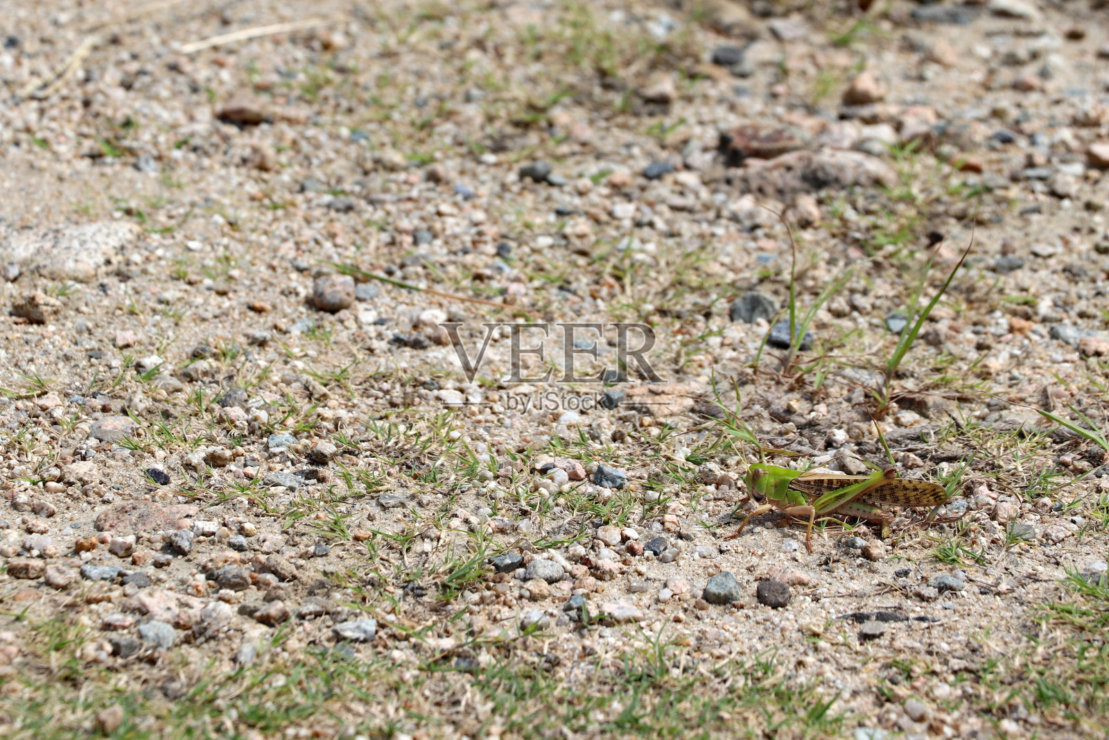 沙地上迁徙的蝗虫照片摄影图片