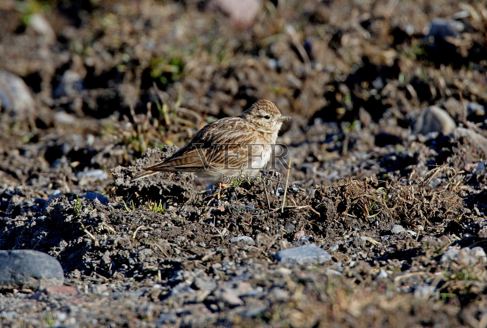 Short-toed云雀照片摄影图片