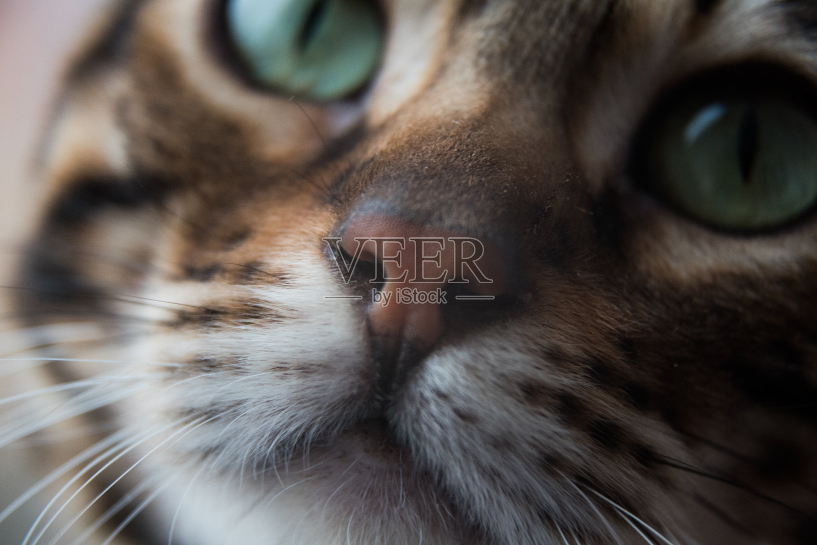 孟加拉猫,特写肖像。猫眯起了双眼。受过严格训练的动物照片摄影图片