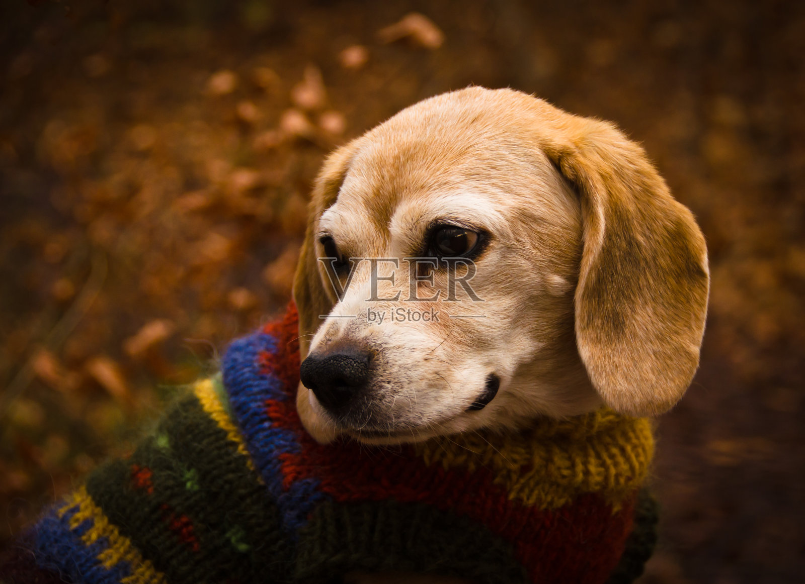 在寒冷的冬天,森林里一只老猎犬的美丽肖像,穿着一件彩色针织套衫照片摄影图片