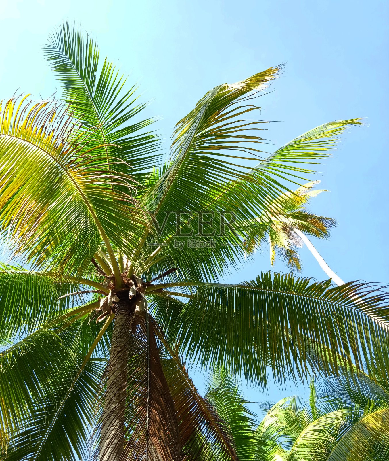 拉贾安帕群岛的椰子树照片摄影图片