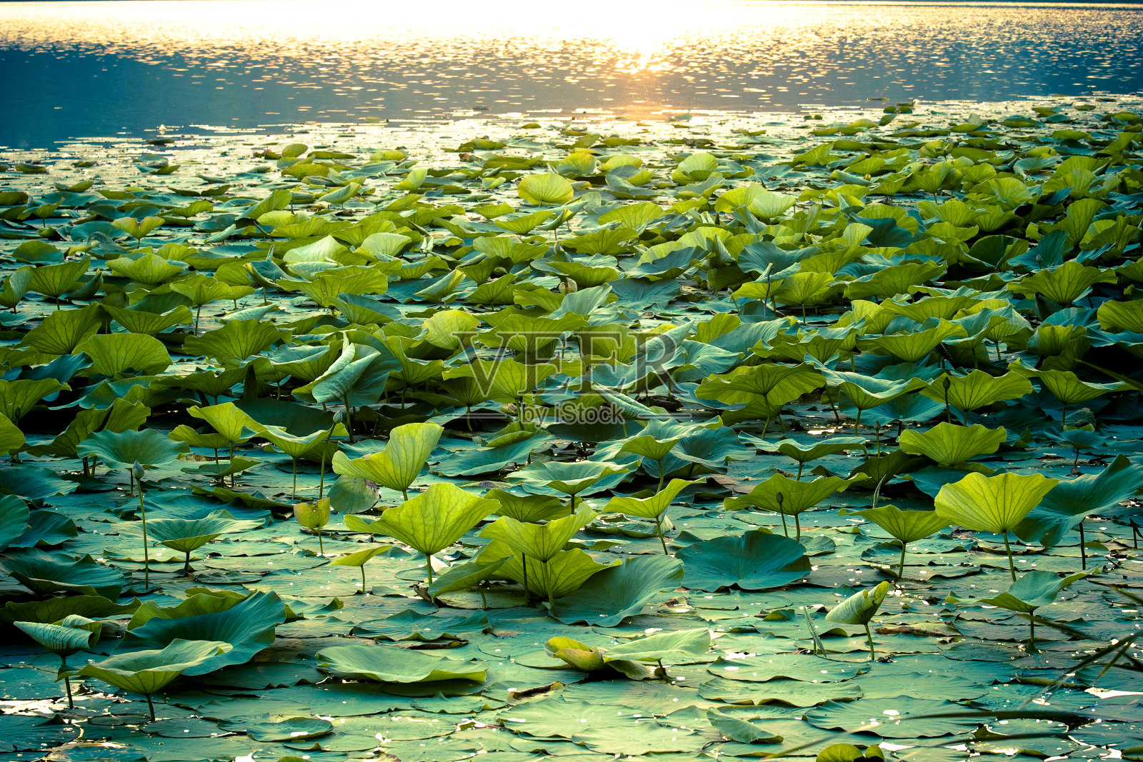 湖上睡莲的叶子照片摄影图片