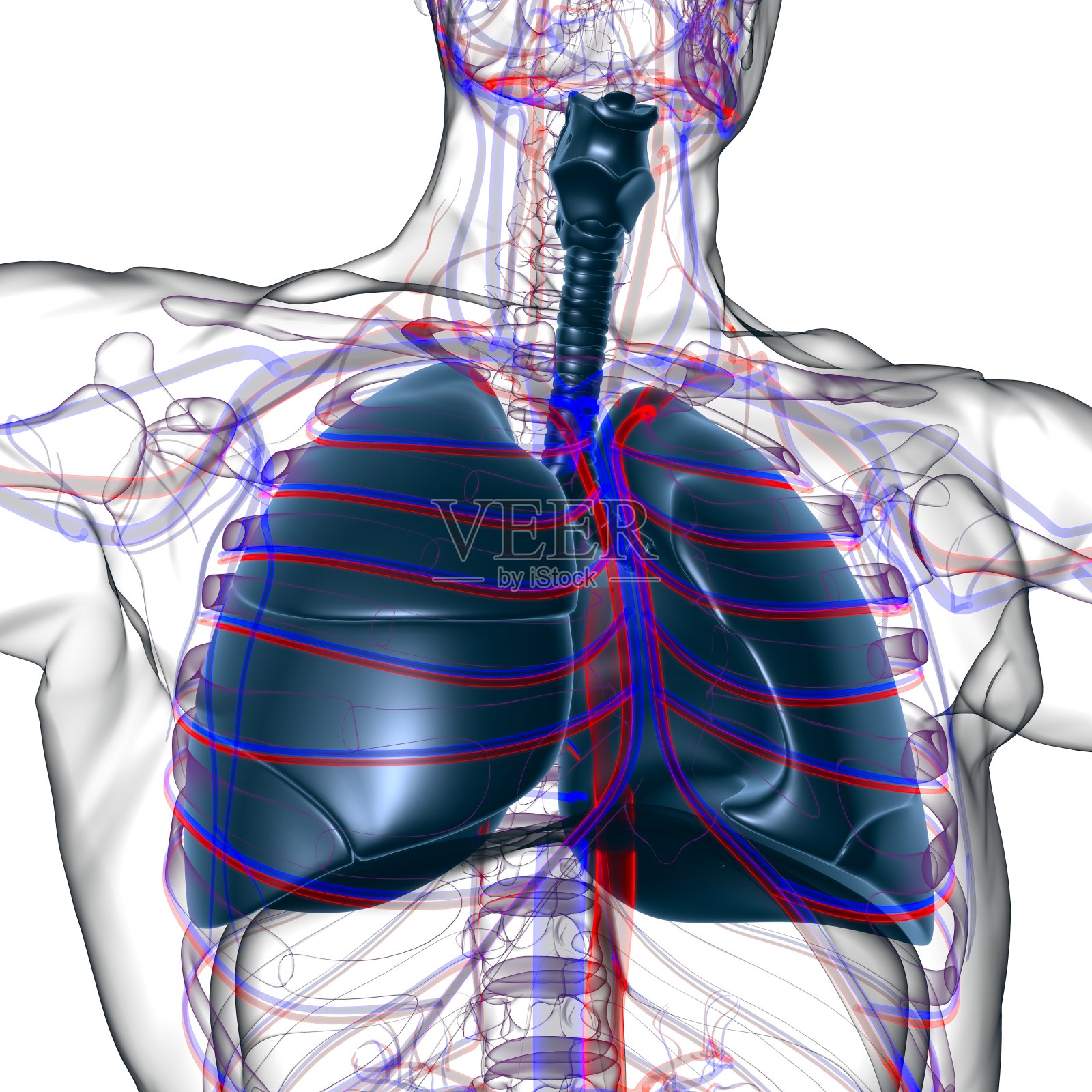 肺人体呼吸系统解剖医学概念3D渲染照片摄影图片