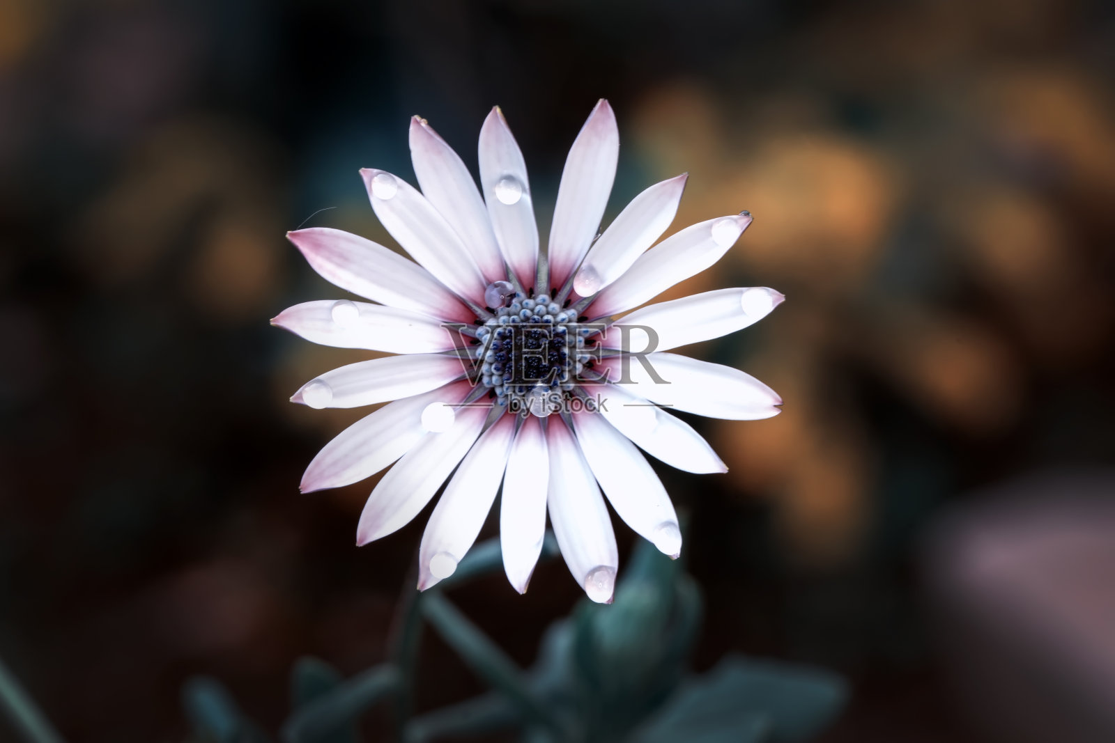 农田花的微距镜头照片摄影图片