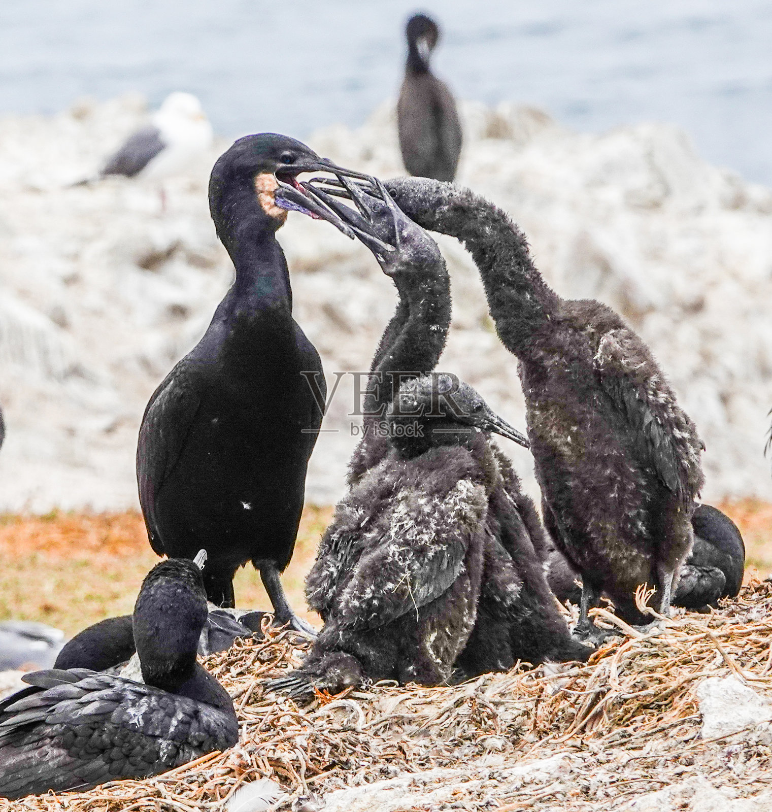 鸬鹚喂小鸡照片摄影图片