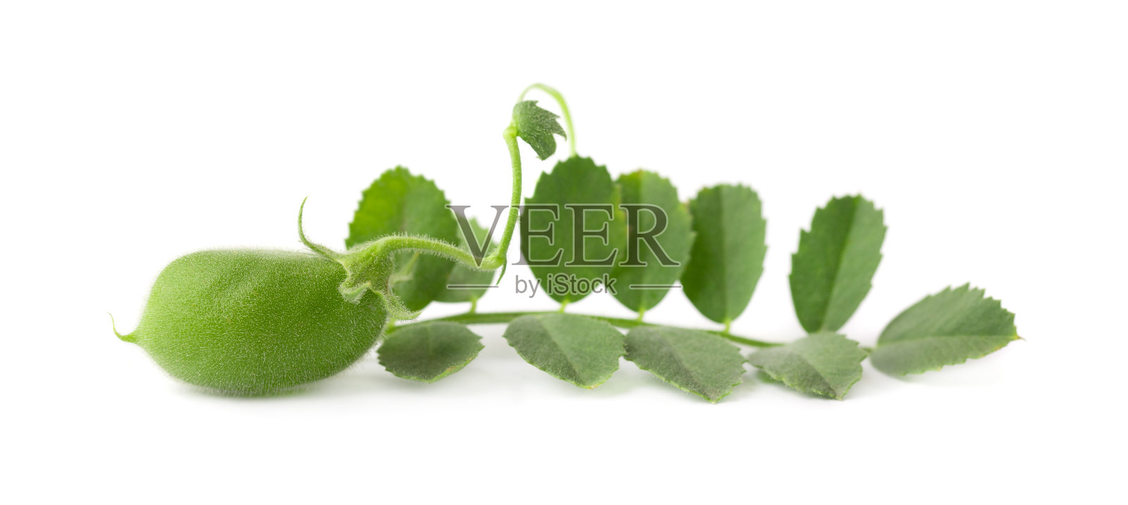 绿色的鹰嘴豆在树枝上孤立在白色的背景上。照片摄影图片