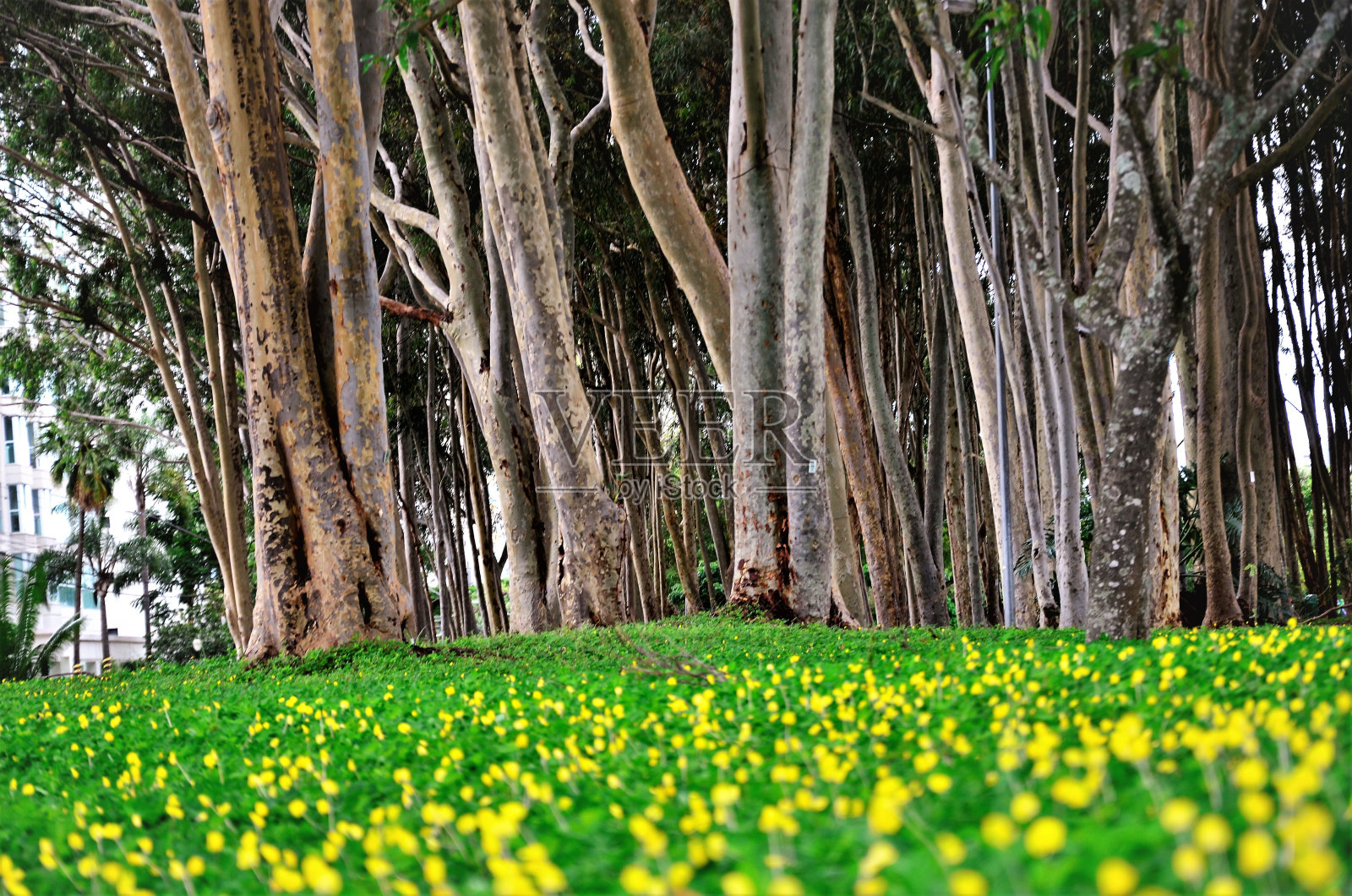 正方形森林中的桉树树干照片摄影图片