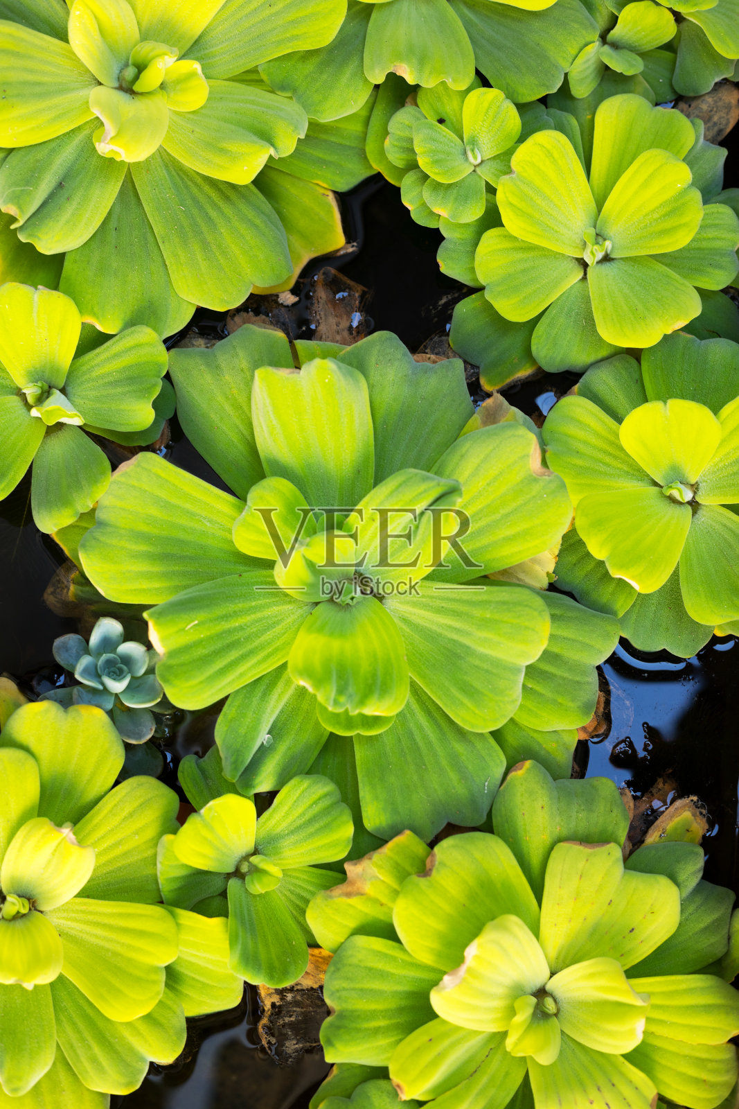 泰国的水莴苣照片摄影图片