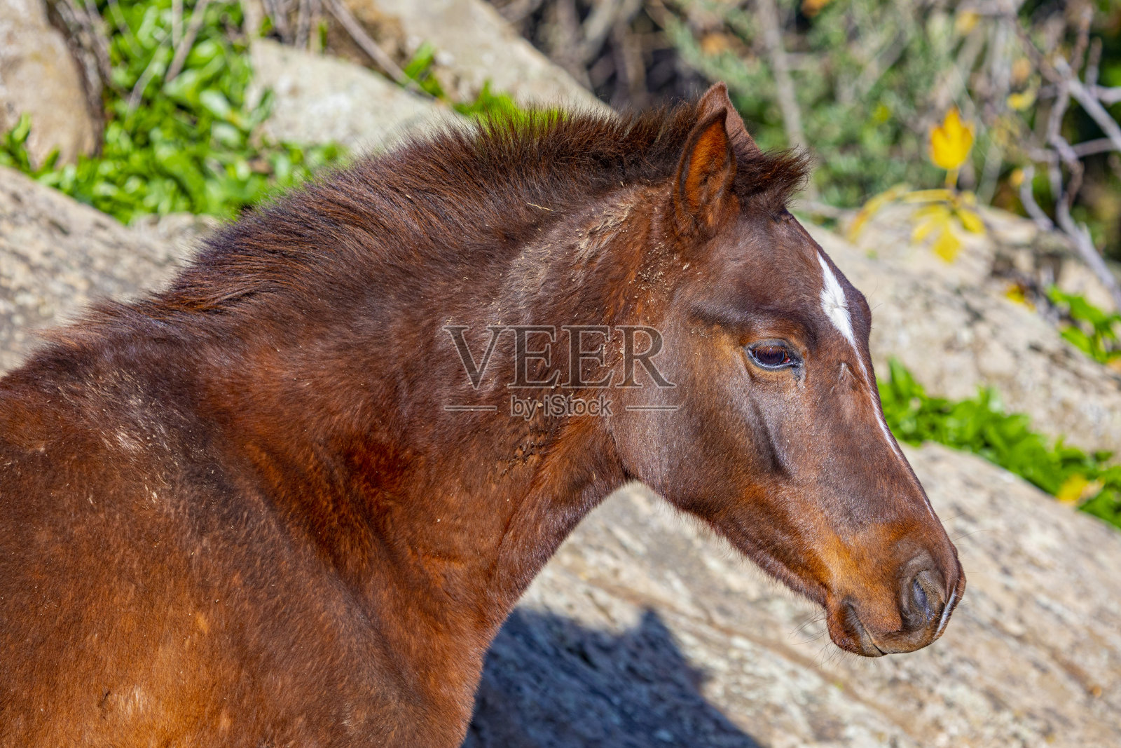 驹的肖像照片摄影图片