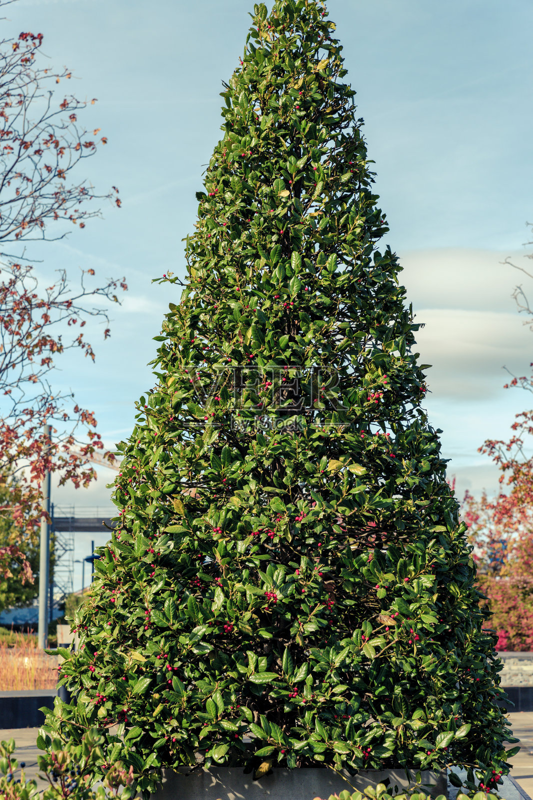 装饰冬青树在圣诞节期间与小红色果实照片摄影图片
