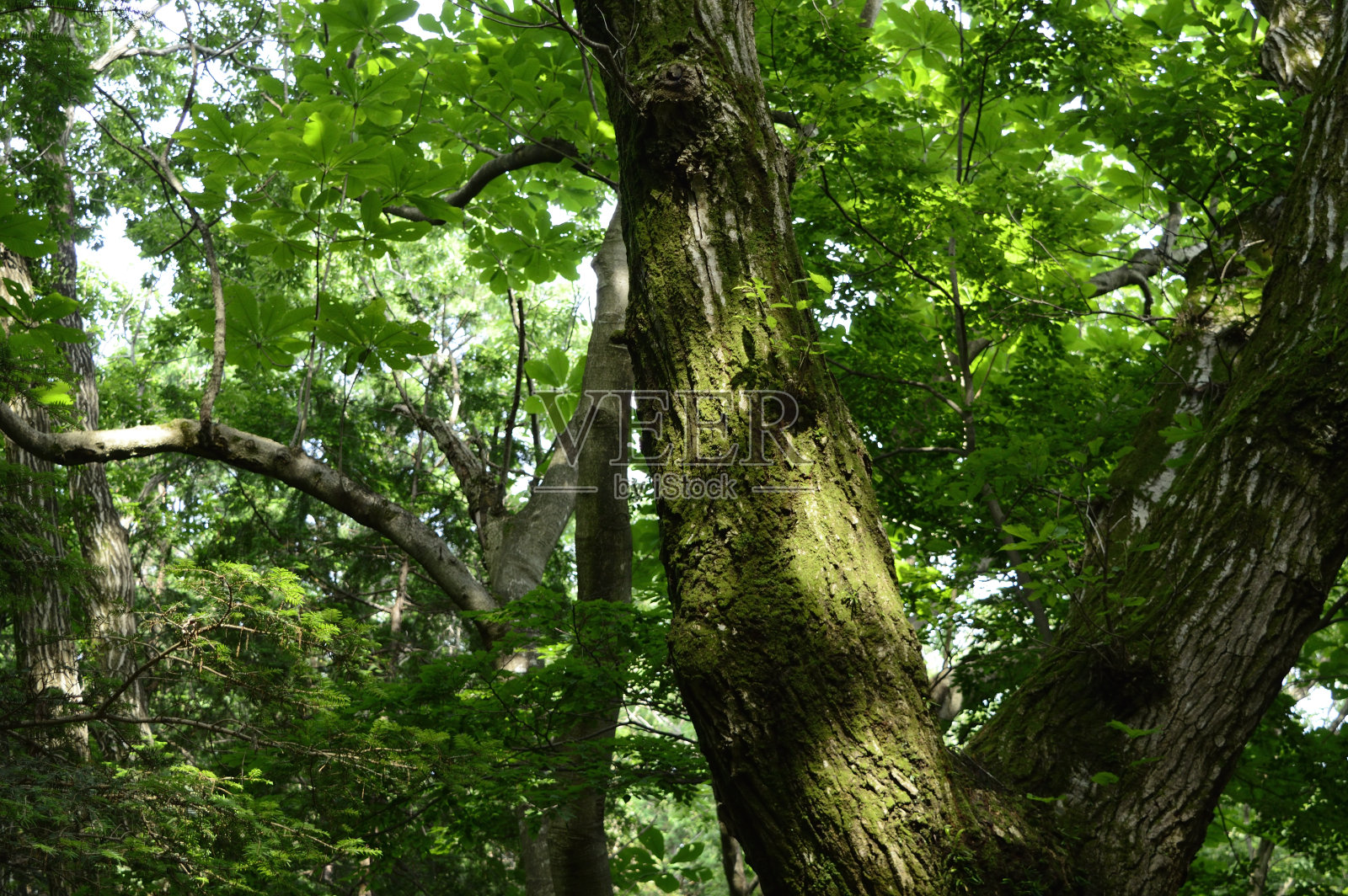 Mt.Takao、Hachiouji、东京(2020)照片摄影图片