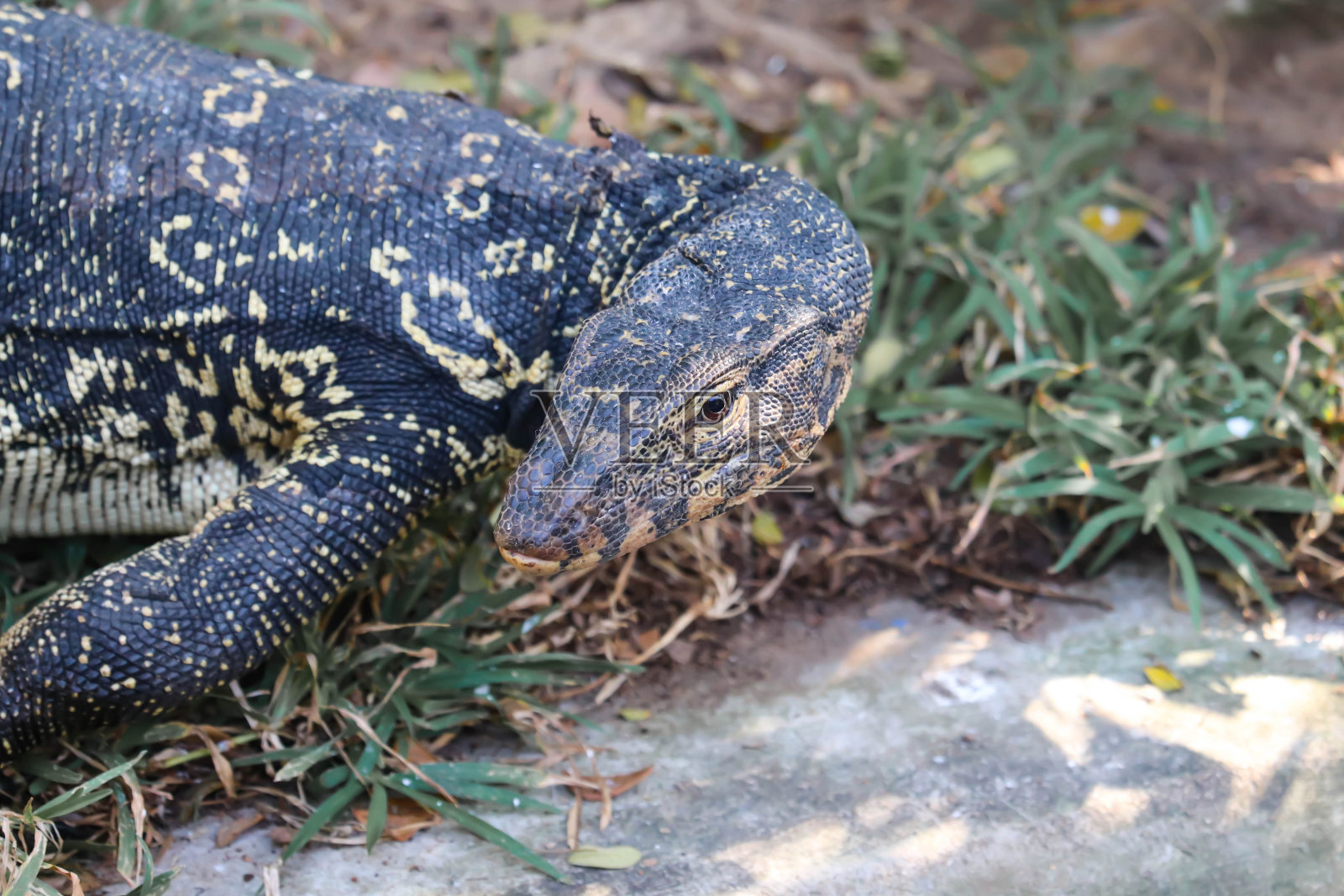 大型爬行类蜥蜴亚洲水监视器的头部照片照片摄影图片