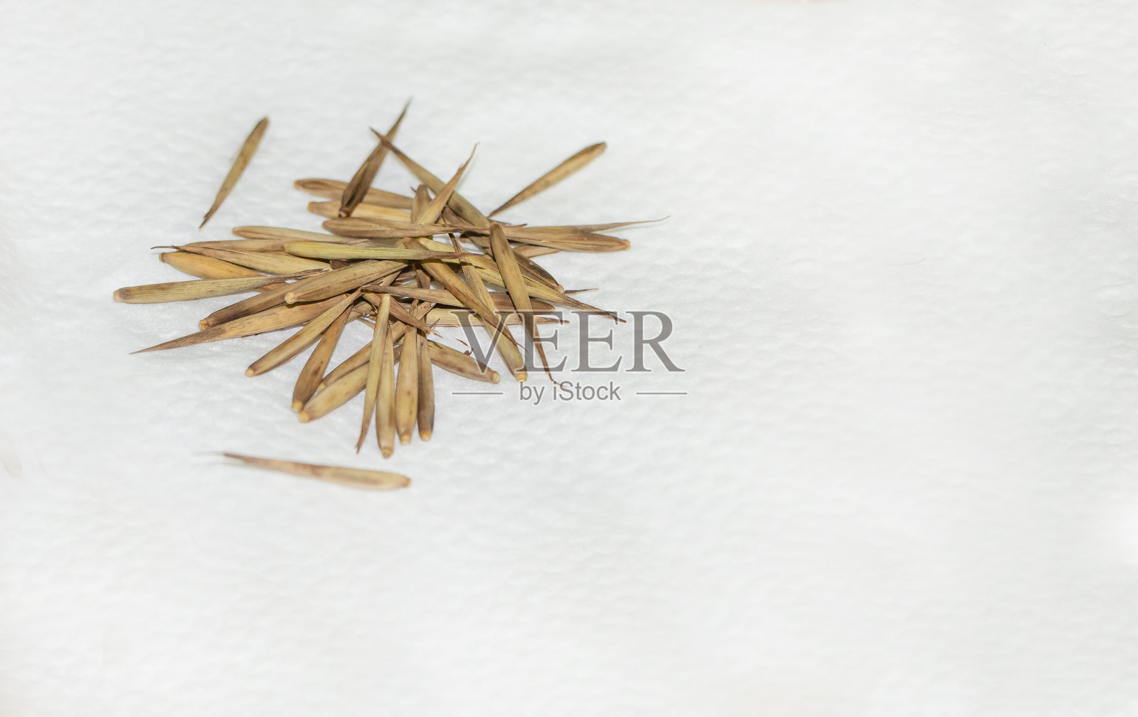 竹种子在餐巾准备播种照片摄影图片