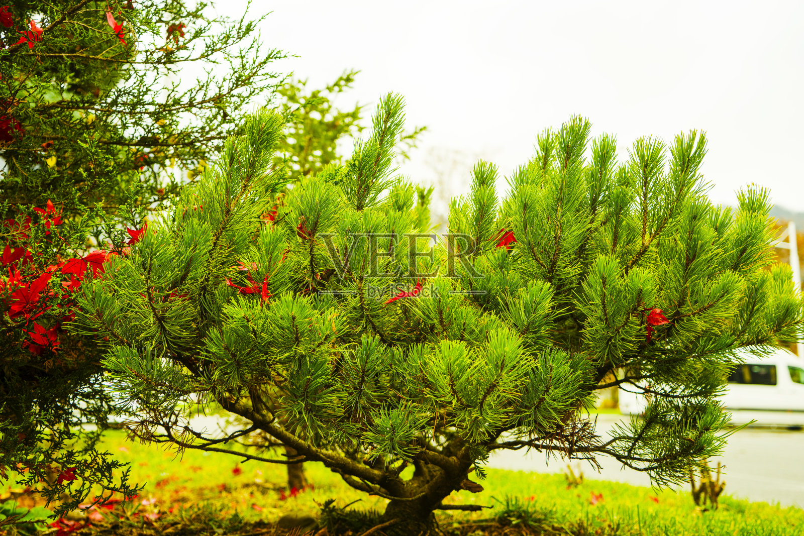 公园里有一棵绿色的松树。概念Cristmas照片摄影图片