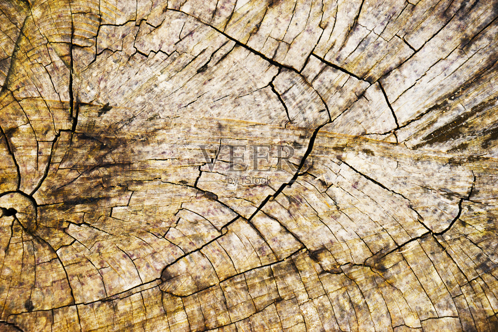 树皮的背景和纹理。砍伐树干的木质纹理。树桩照片摄影图片