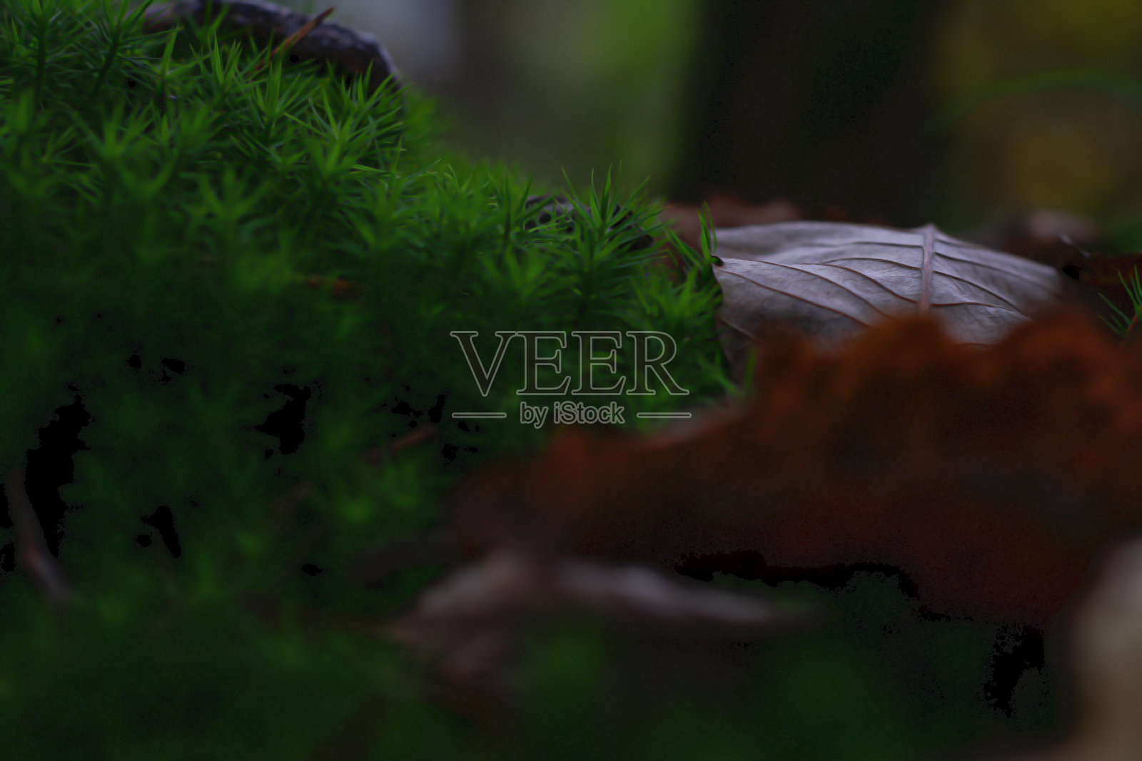 苔藓,树叶和松针在冬天的灌木丛照片摄影图片