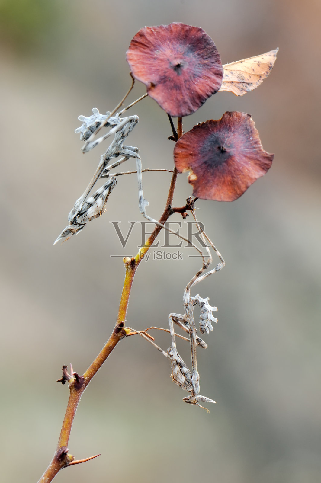 草地上,两只小昆虫在枯枝上等待捕食照片摄影图片