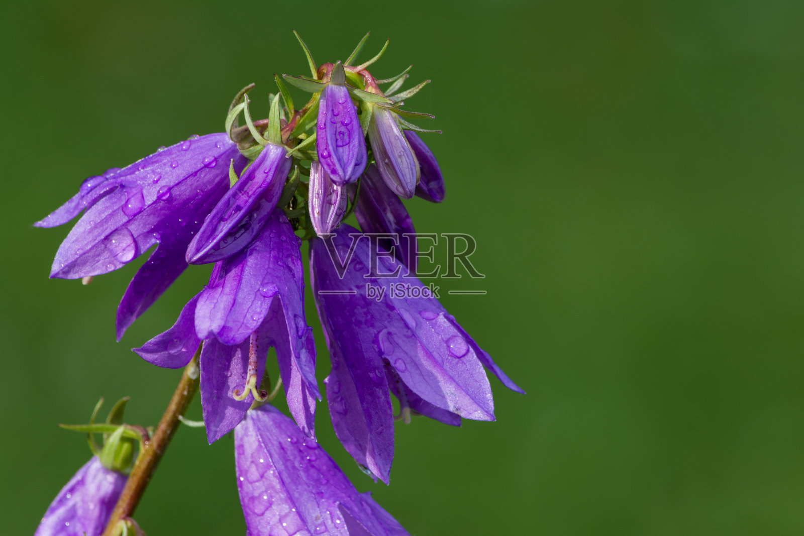 阵雨后的湿蓝风铃花照片摄影图片