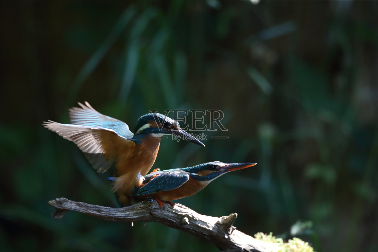 普通翠鸟(Alcedo atthis),欧亚翠鸟德国照片摄影图片