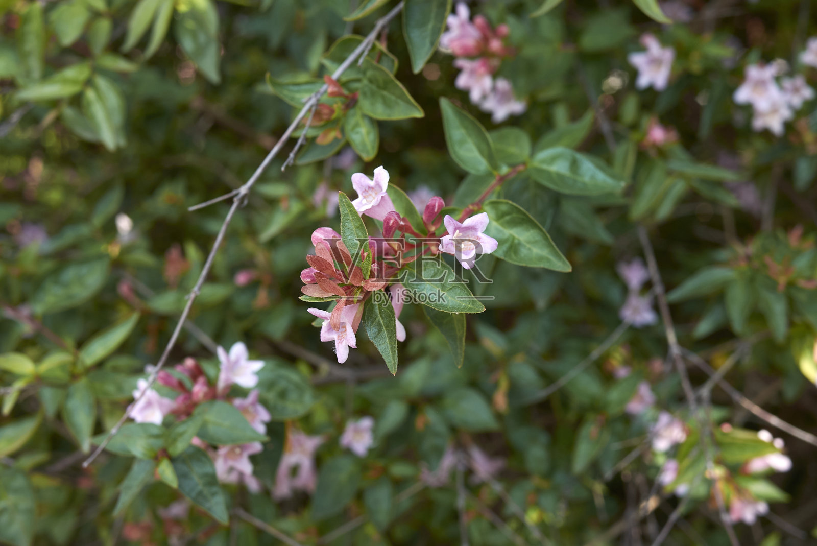 桔梗盛开照片摄影图片