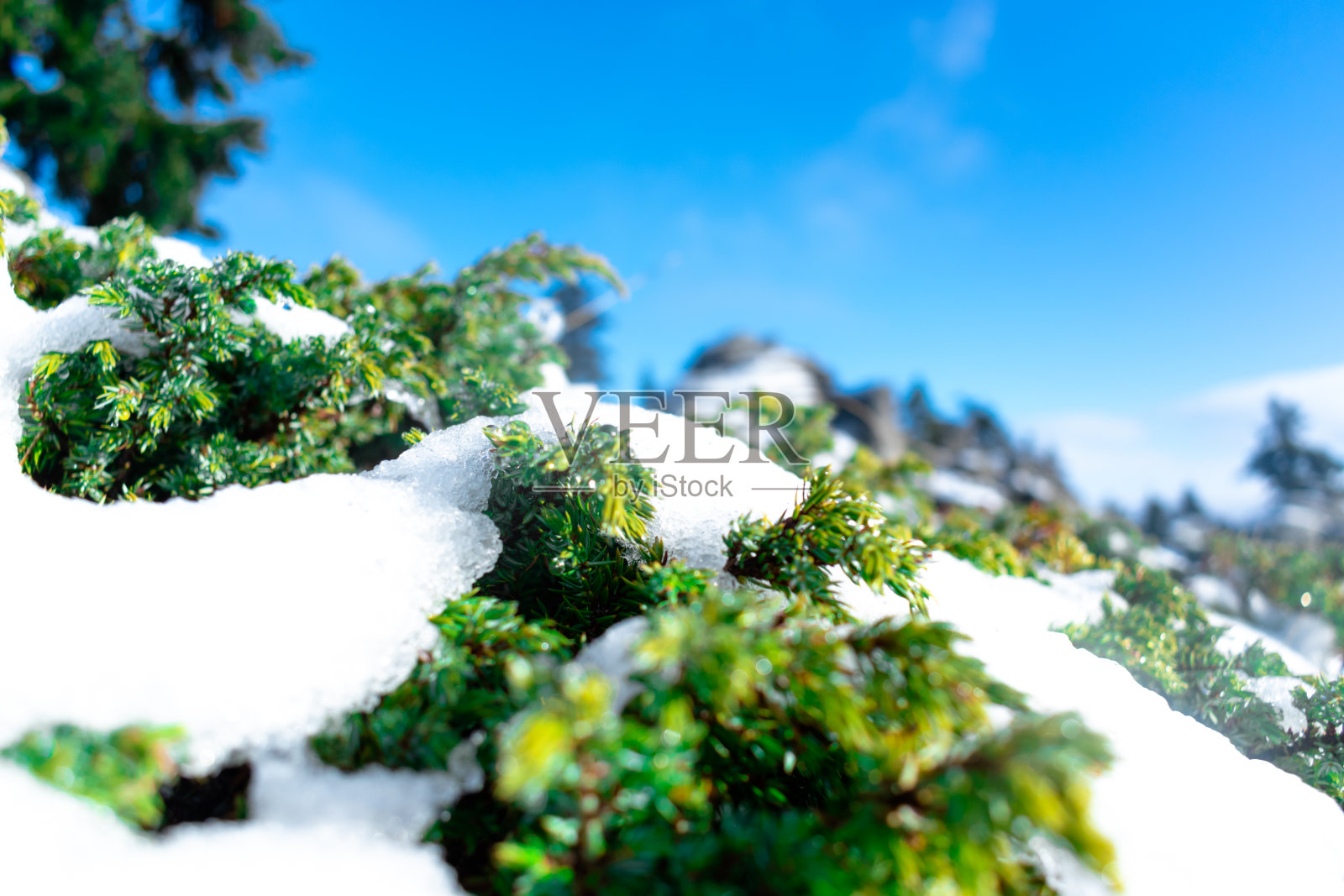 松树上覆盖着雪照片摄影图片