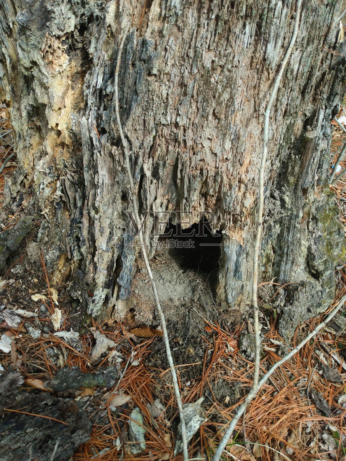 动物的大本营照片摄影图片