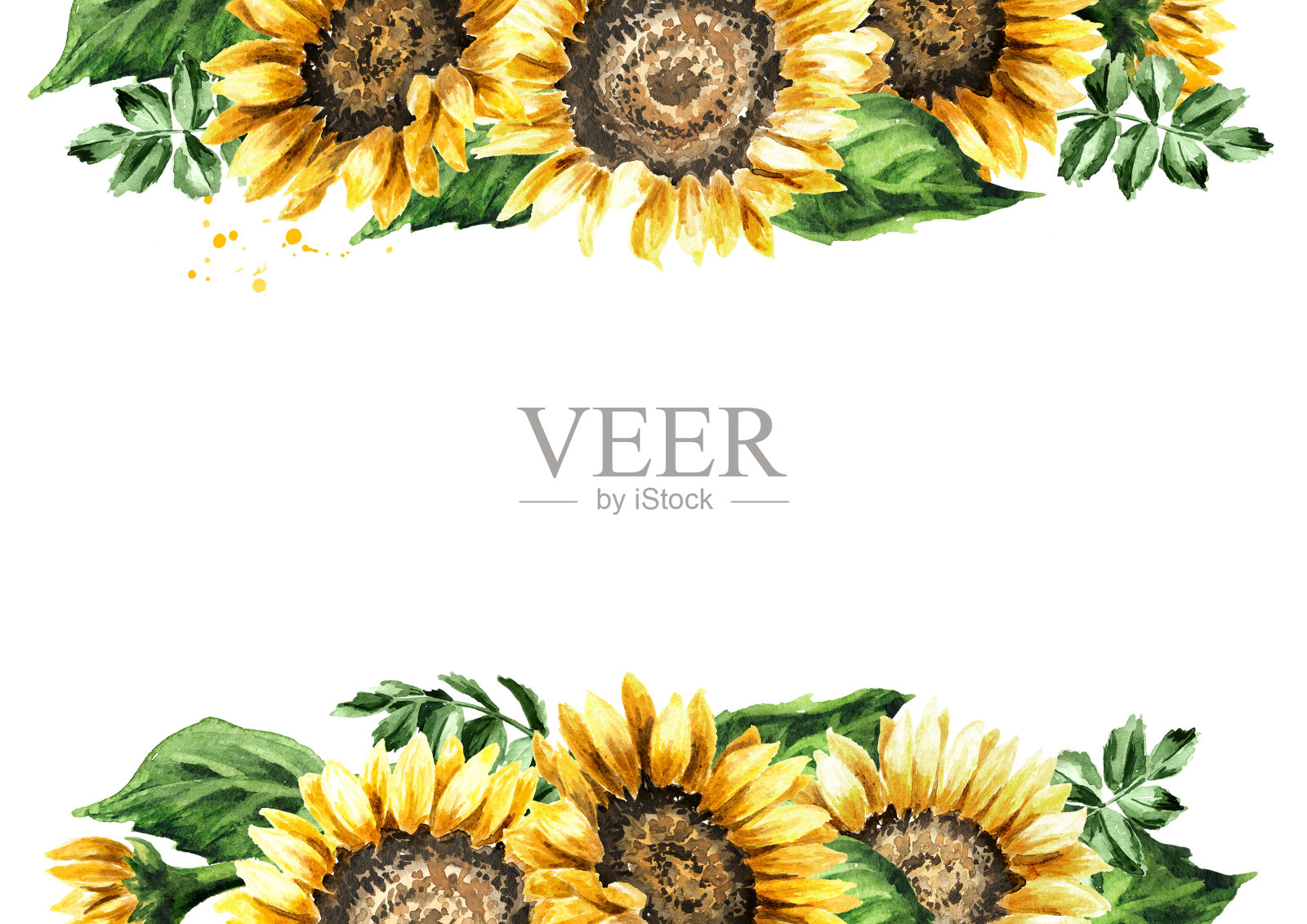 向日葵框架。手绘水彩插图,孤立的白色背景插画图片素材
