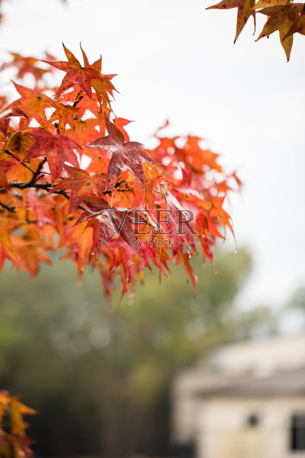 丰富的秋天红色和橙色的叶子在杰克逊维尔,佛罗里达在圣诞前的一个星期,2020年照片摄影图片